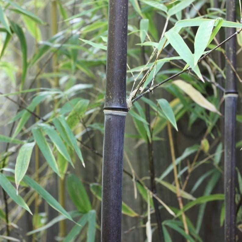 CZ Grain Black Bamboo Seeds for Planting (Fast Growing Privacy Screen, 300 Count) cje7d