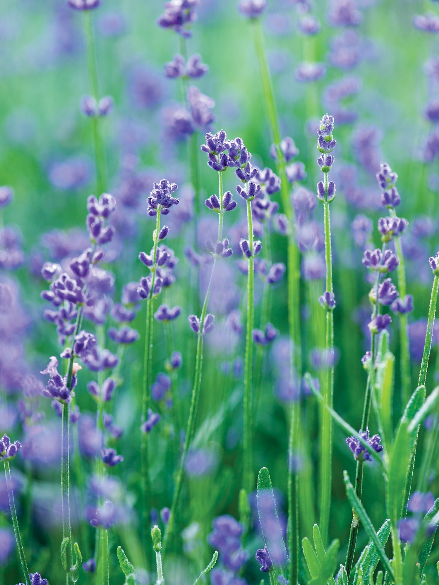 Burpee Munstead Lavender Herb Seeds (Full Sun, 1-Packet) s8y6n