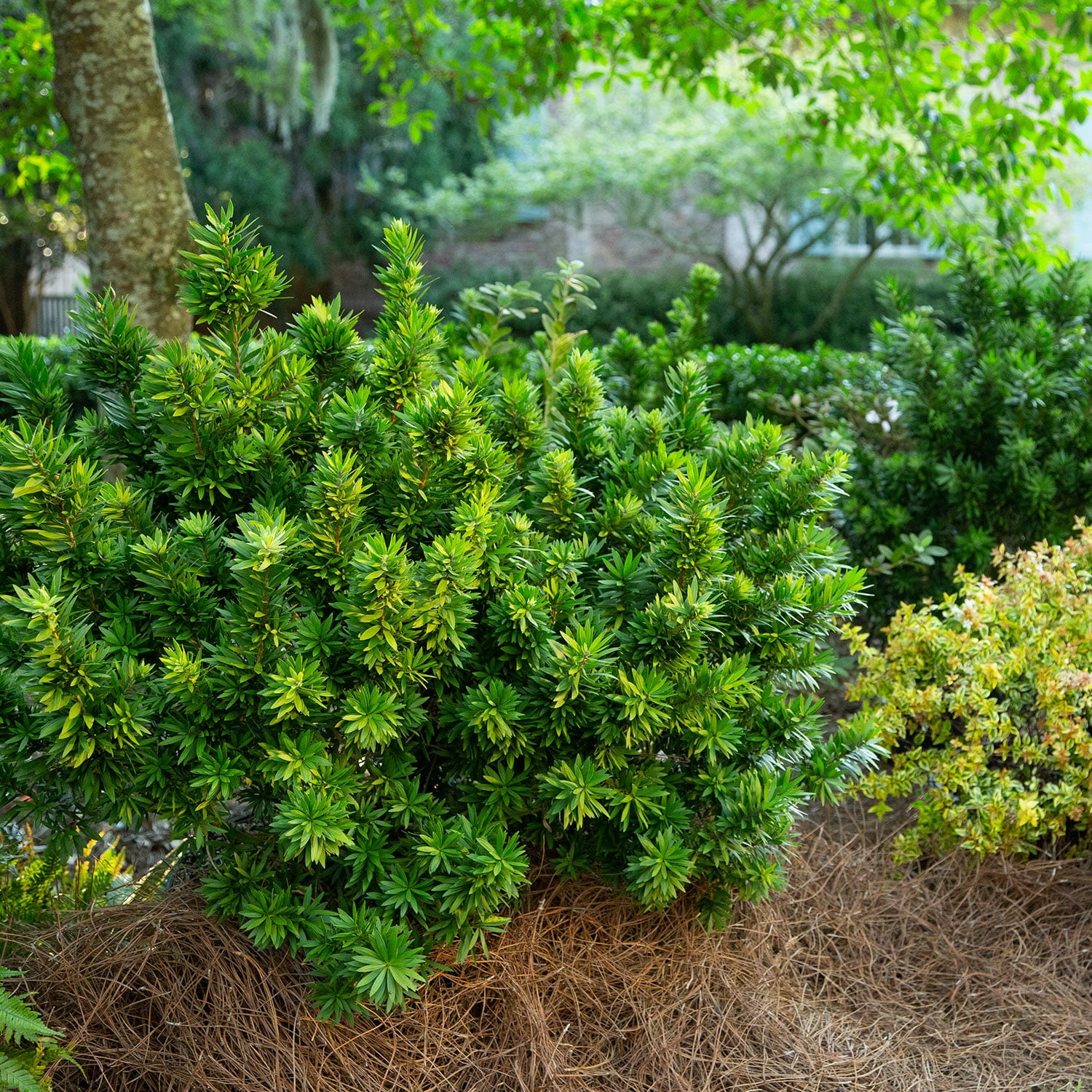 Southern Living Light Show Bottlebrush Live Shrub (Bright Red, 2 Gallon) d83eb