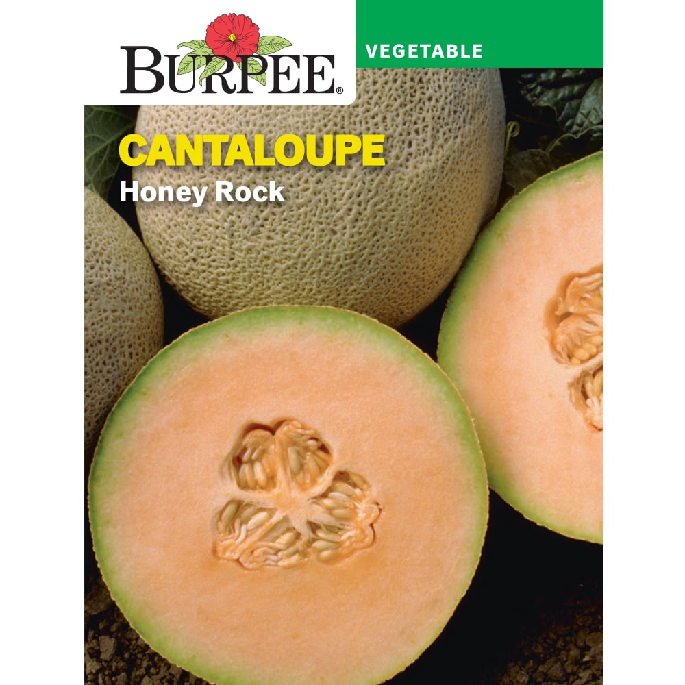 Burpee Honey Rock Cantaloupe Seeds, Heirloom Fruit Garden Planting (3-4 lb. Fruit, 1 Pack) zrorq