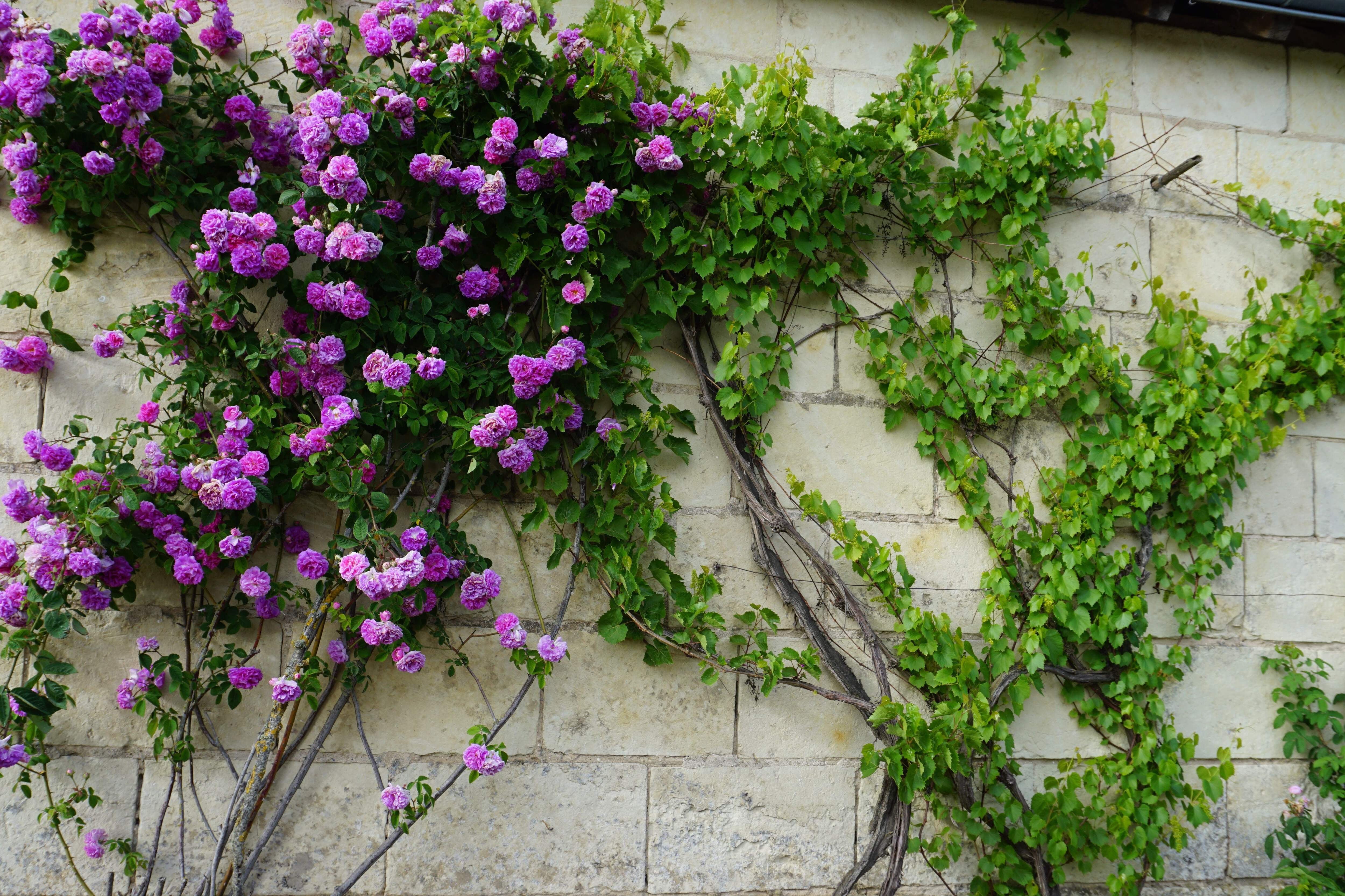 Seedville USA Purple Climbing Rose Flower Seeds (Fragrant Rosa Bush Vine, 5 Seeds) e0320