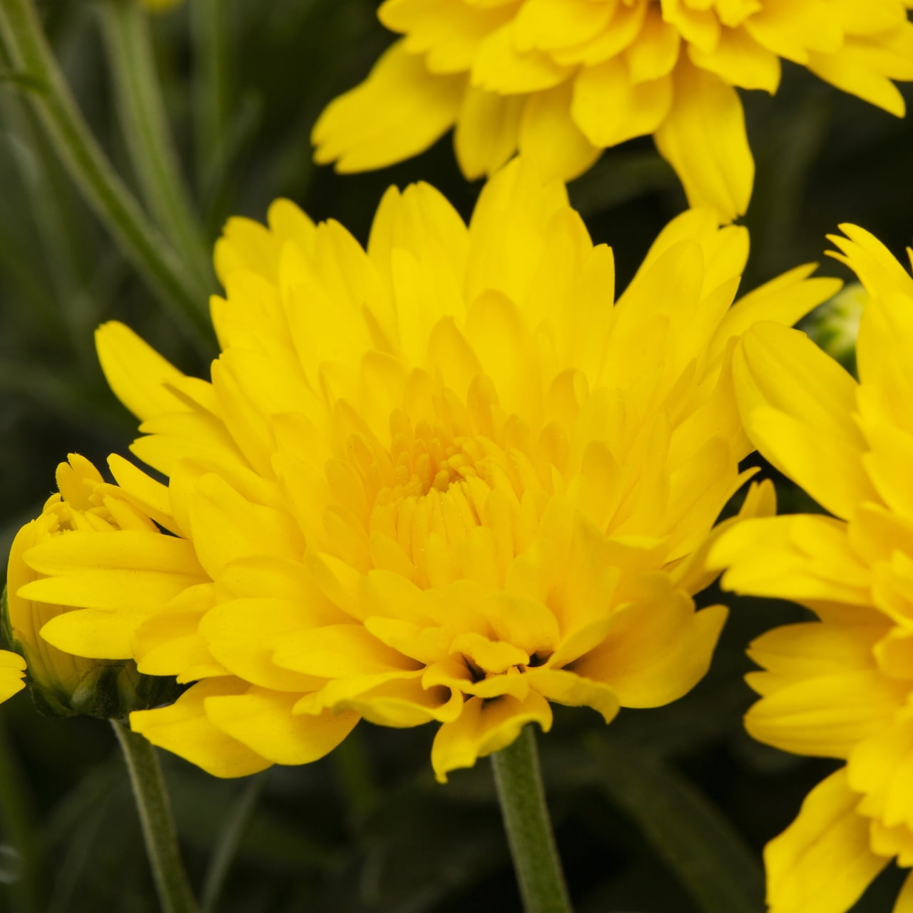 Expert Gardener Yellow Chrysanthemum Live Fall Plant (Yellow, 6-Pack, 1 pt) iffod