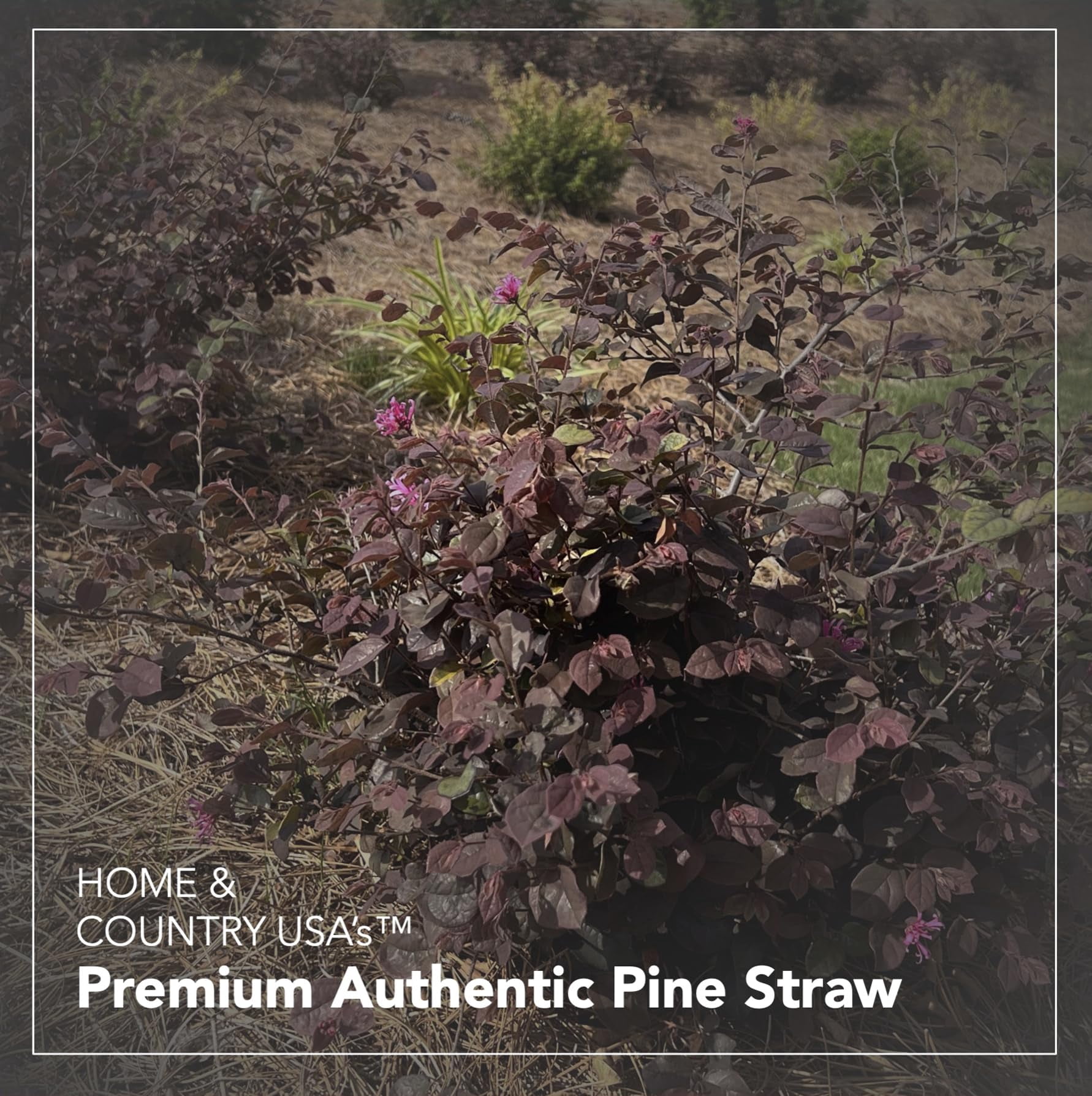 Home and Country USA Premium Pine Straw Mulch for Landscaping and Gardening (Natural Brown, 4 lb) tf0rb