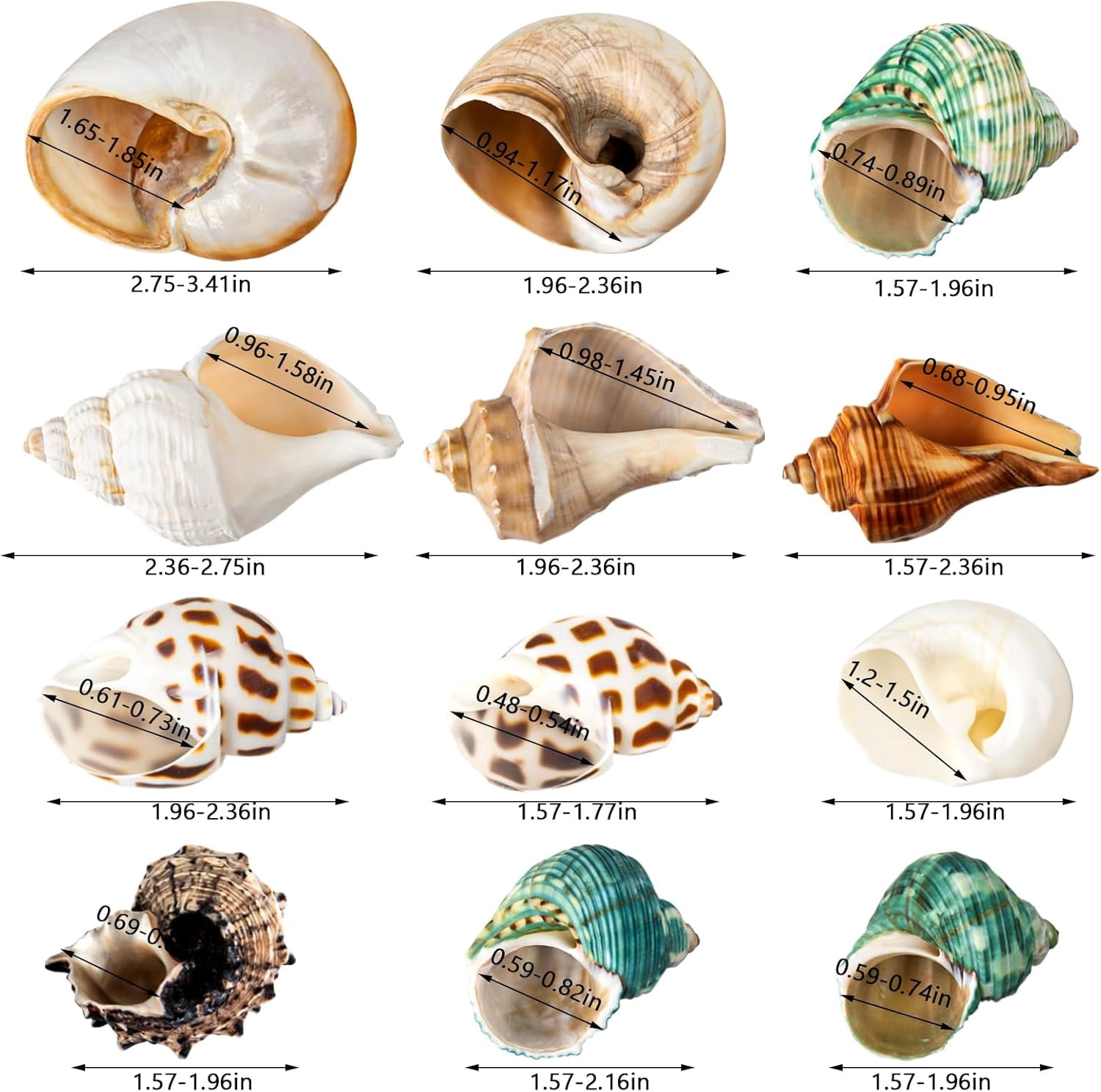 SINKOO Hermit Crab Shells Natural Sea Conch Growth Turbo Set (12 Pack, 1.6 in - 3.2 in) 2z6cy