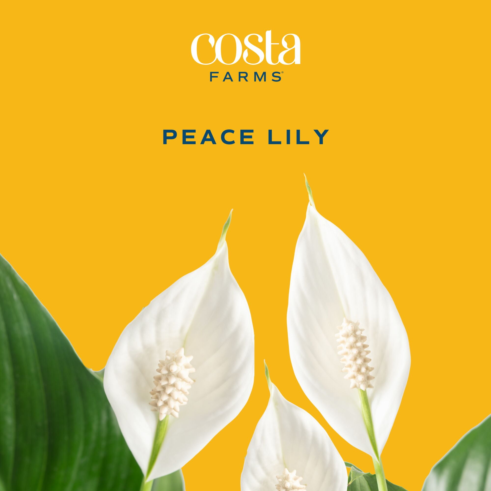 Costa Farms Peace Lily Live Indoor Plant (Green, 12 in Height, 5 in Self-Watering Pot) 20f3c