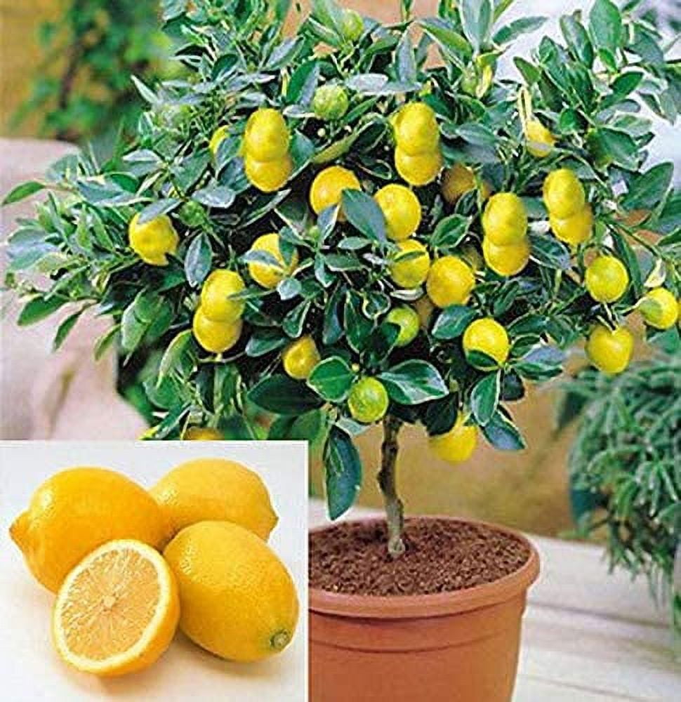CZ Grain Dwarf Lemon Tree Seeds for Bonsai and Home Gardening (20 Count) e8f7w