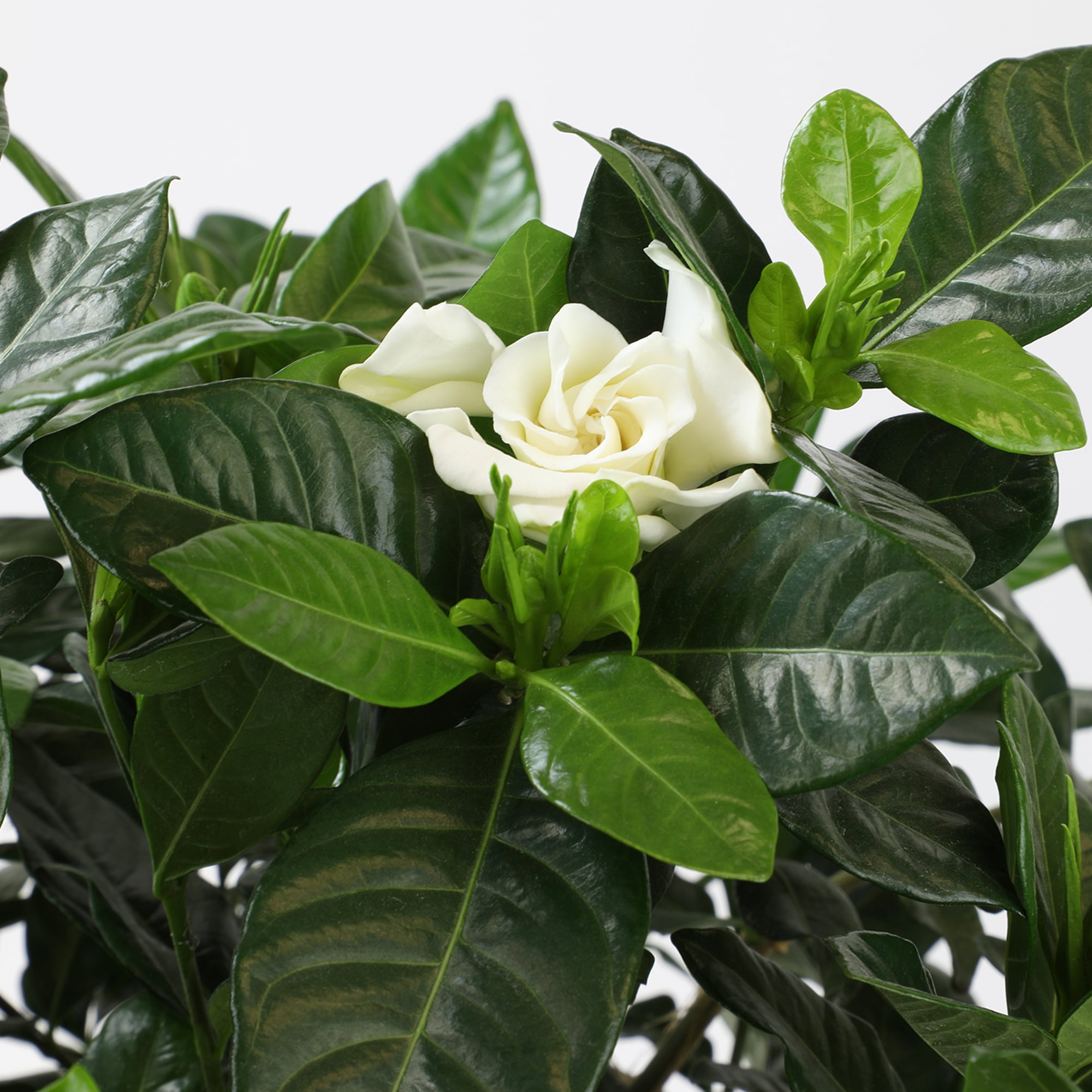 Altman Plants Gardenia Jasminoides Live Flowering Shrub (White, 1 gal) hcazo