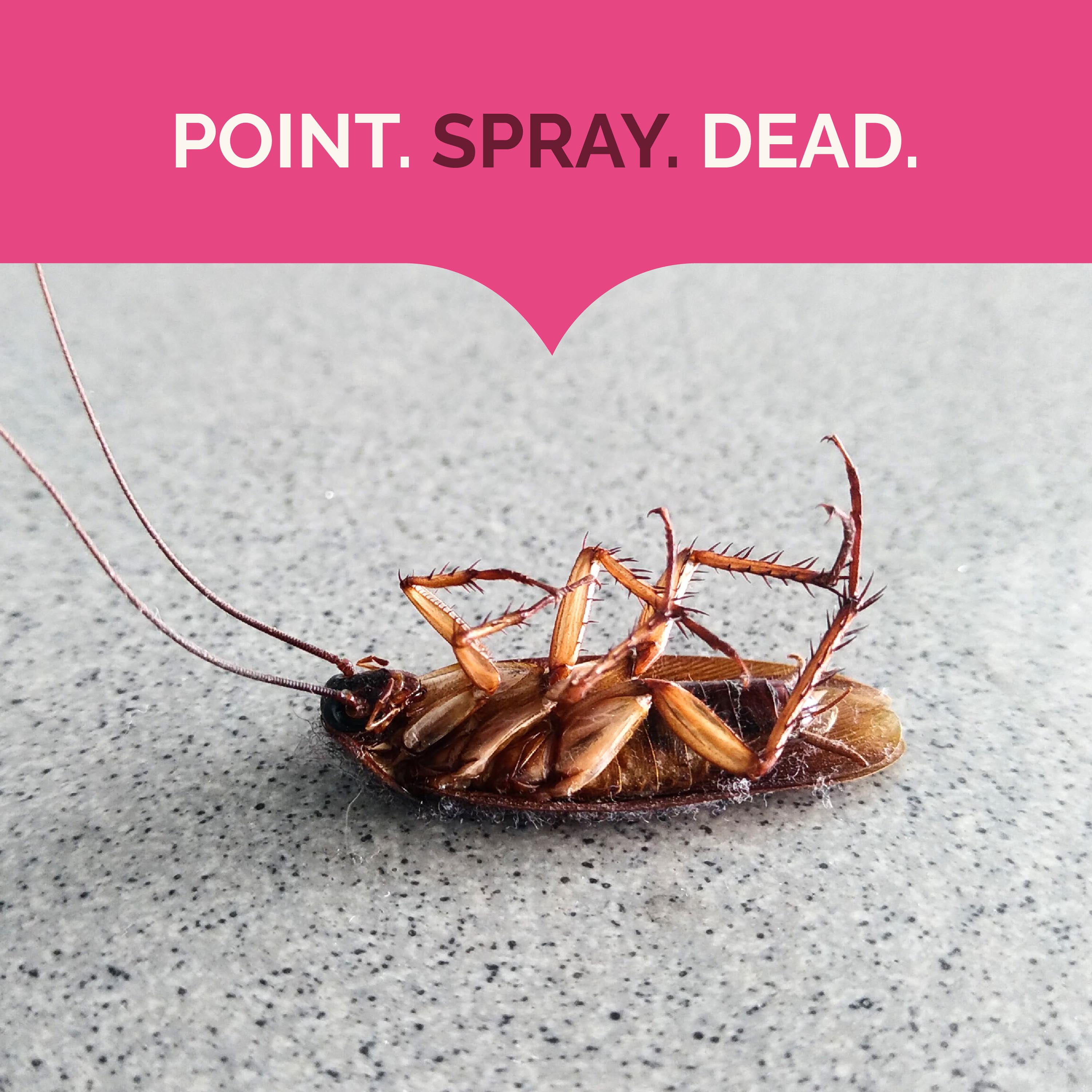 Hot Shot Ant, Roach & Spider Killer Spray, Long-Lasting Indoor & Outdoor Pest Control (Fresh Floral Scent, 17.5 oz) do8y7