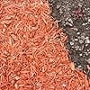 ZCXP Premium Red Wood Mulch Decorative Landscaping Wood Chips for Garden and Lawn (Red, 18 lb) 3dfiq
