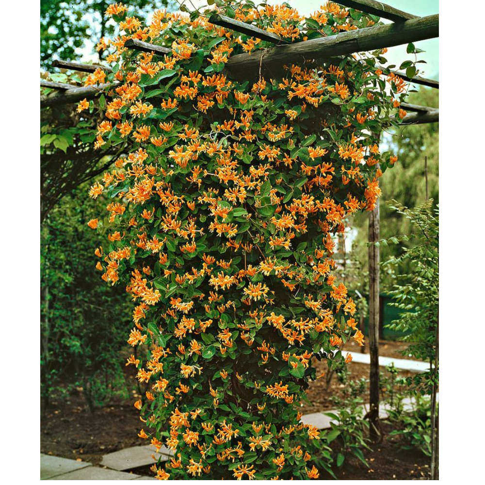 Hirt's Gardens Mandarin Honeysuckle Vine Perennial Lonicera Flowering Plant (2.5 in Pot) axbku