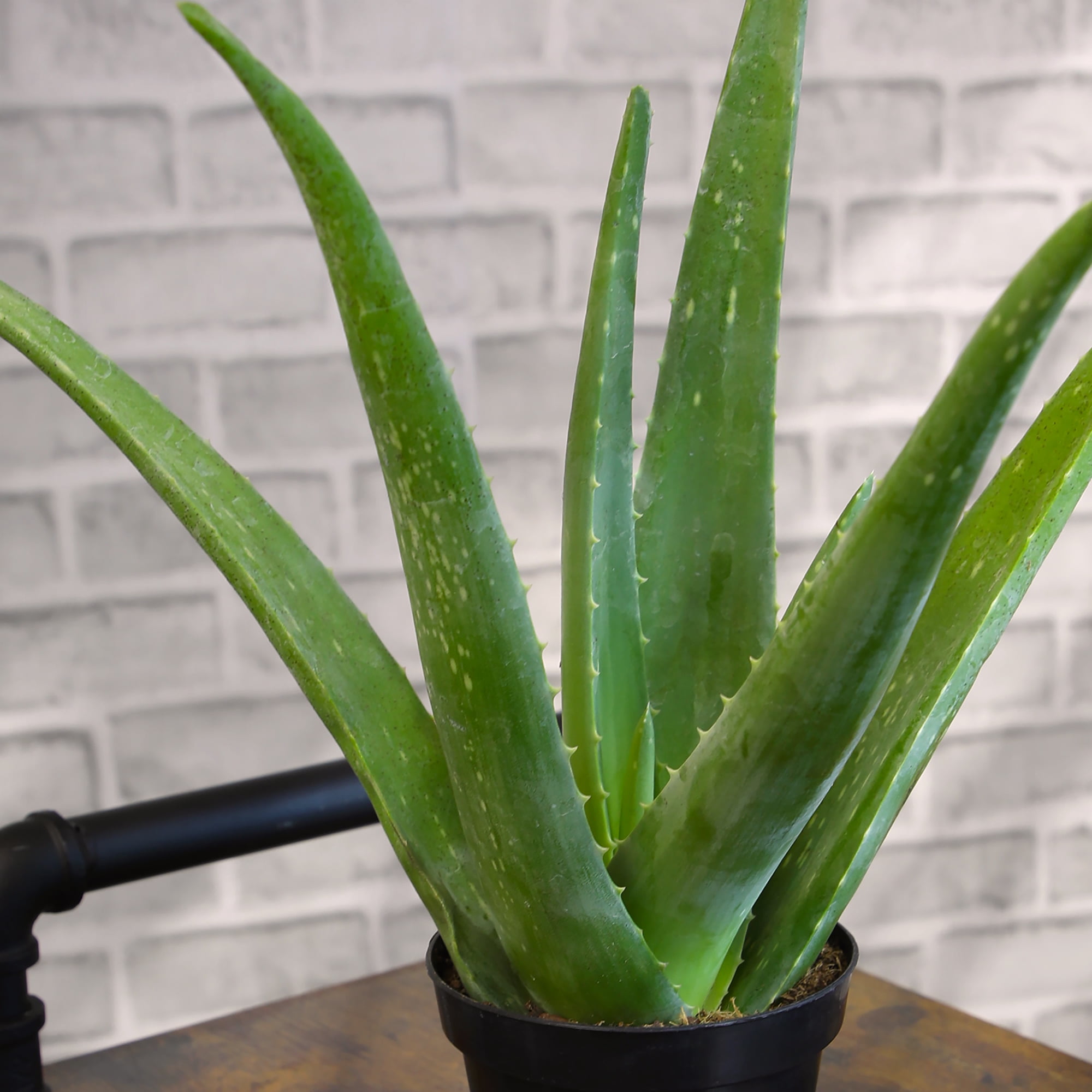 Altman Plants Live Aloe Vera Succulent Houseplant (Green, 10 in) ur4so