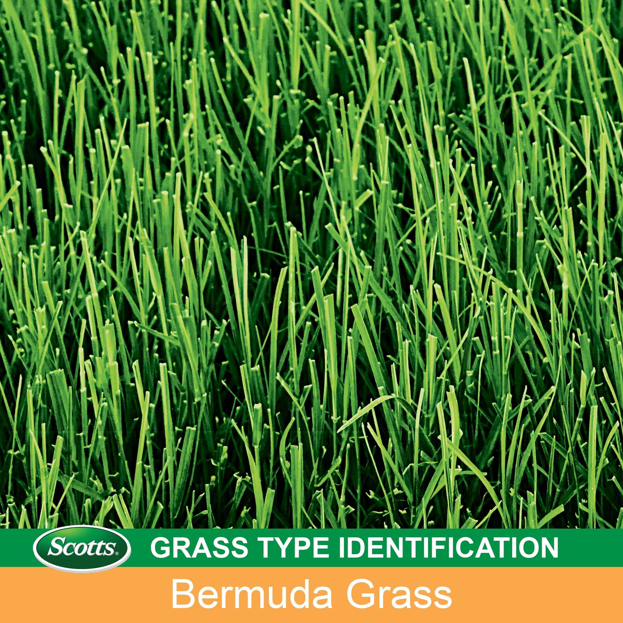 Scotts EZ Seed Patch & Repair Bermudagrass Lawn Grass Seed Mix (10 lb) 5dgxr