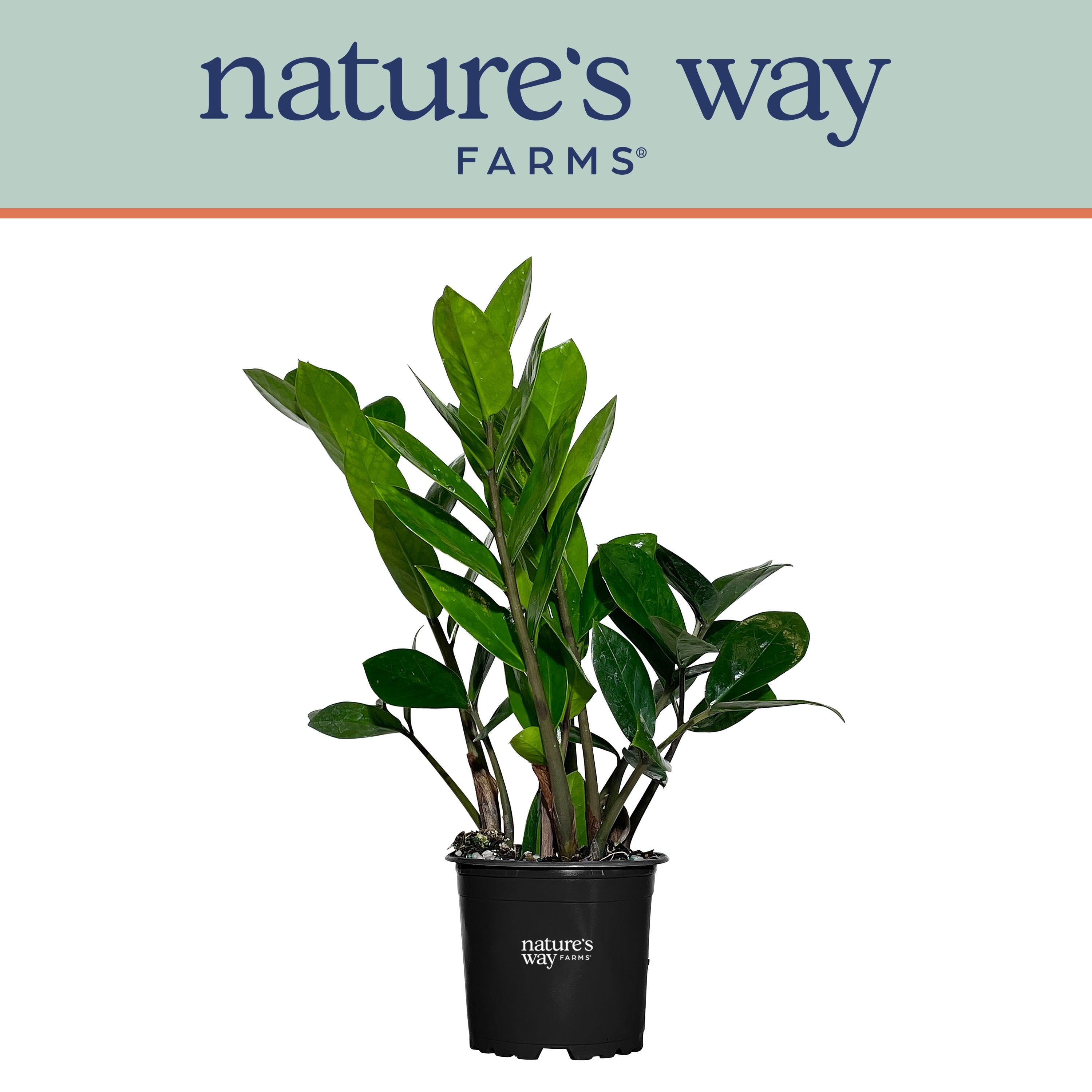 Nature's Way Farms ZZ Plant Live Indoor Houseplant (Green, 7-11 in) ui4z4