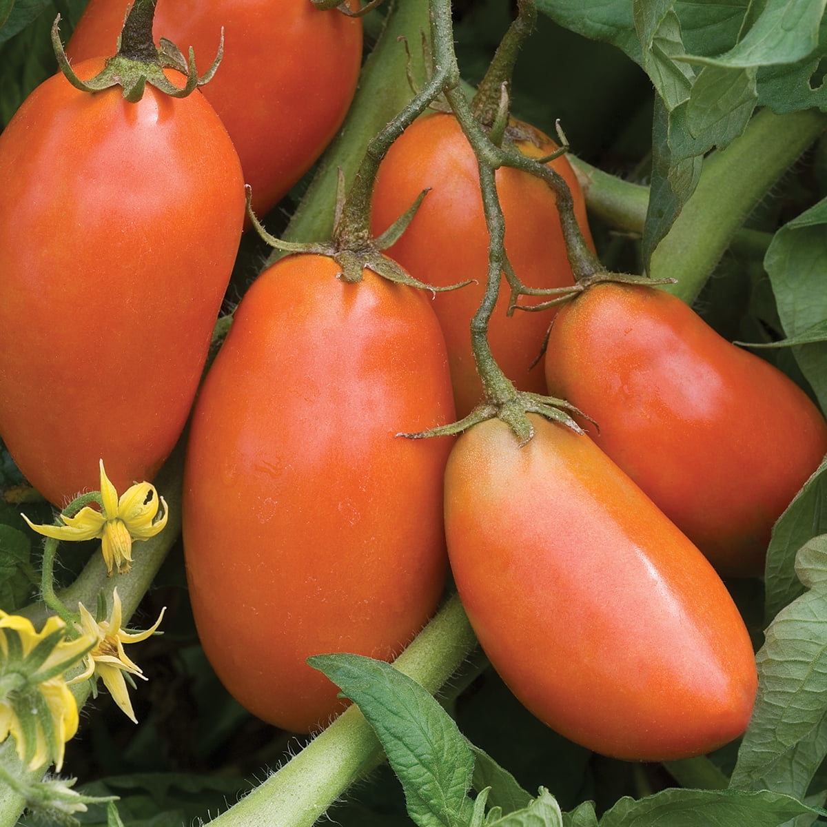 Burpee San Marzano Tomato Seeds for Home Gardening (1-Pack, 40 in Height) bkwyk