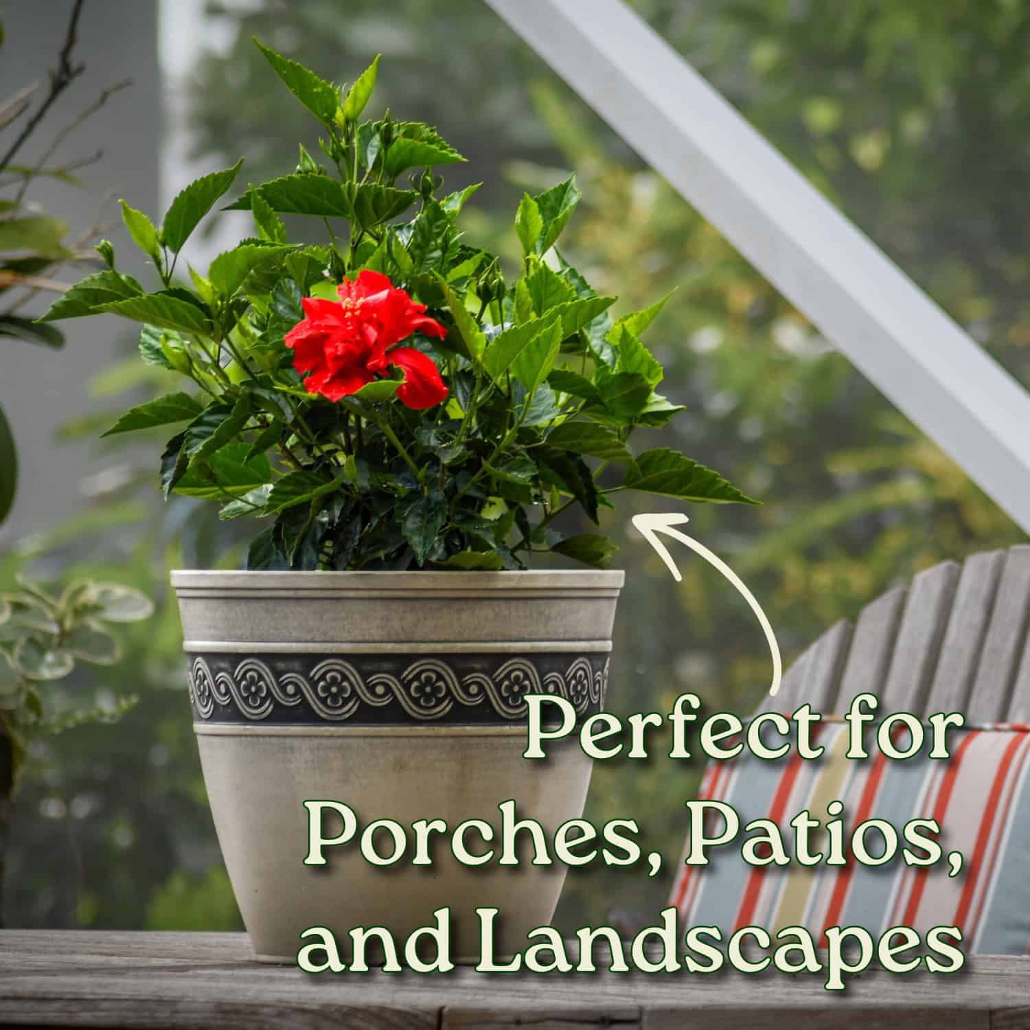 Tropical Plants of Florida Live Double Red Hibiscus Bush (Red, 24 in to 28 in) ctalv