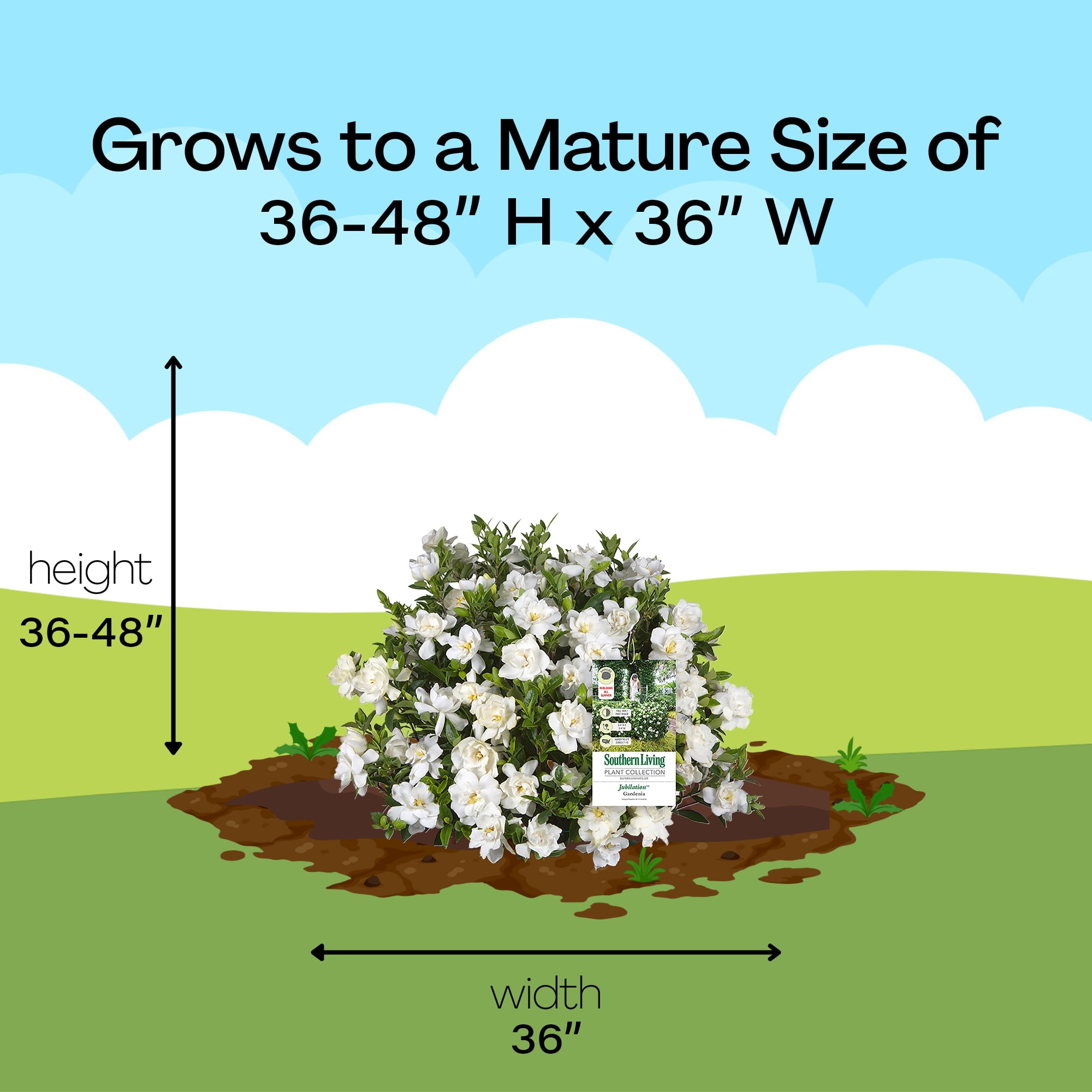 Southern Living Jubilation Gardenia Live Shrub (Evergreen Flowering Plant, 2-Gallon) 86td1