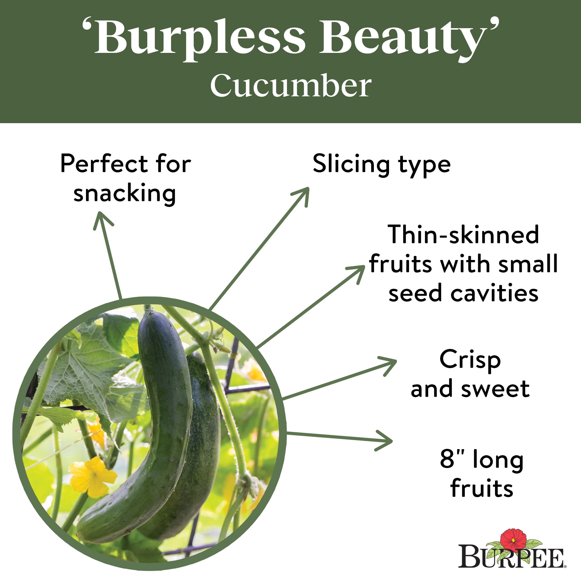Burpee Burpless Beauty Cucumber Seeds for Vegetable Gardening (1-Pack) f0qop