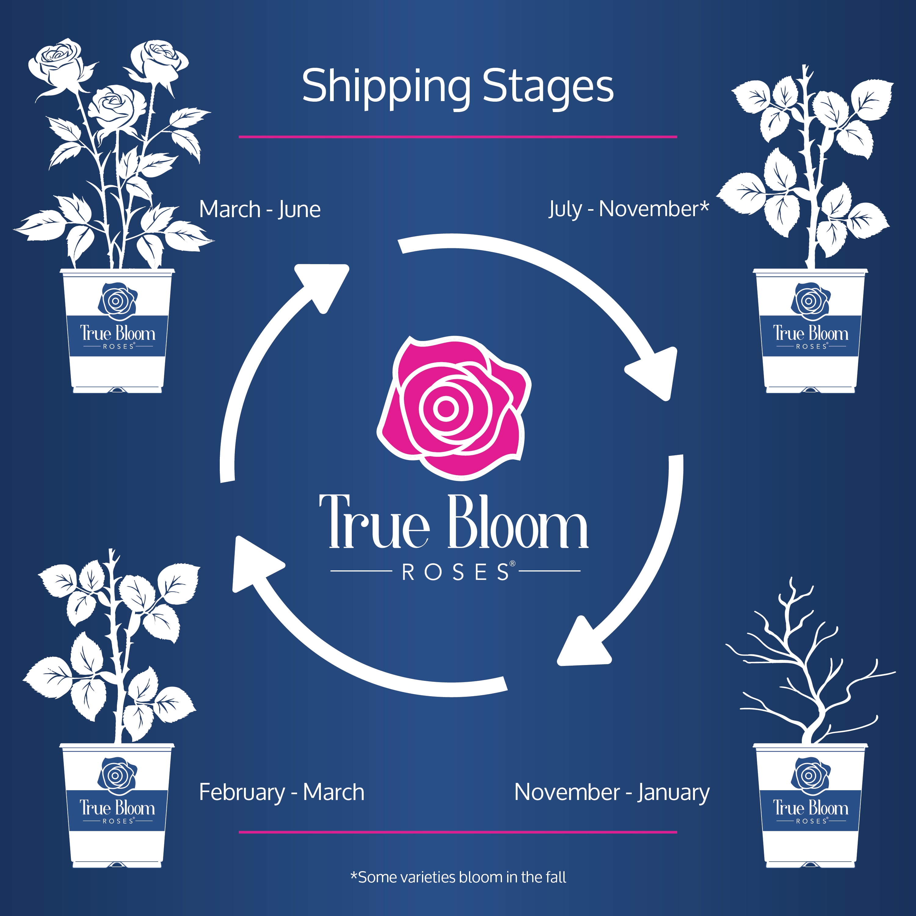 Altman Plants True Bloom True Sincerity Rose Bush (Pink and Yellow, 2 gal) 77l5k