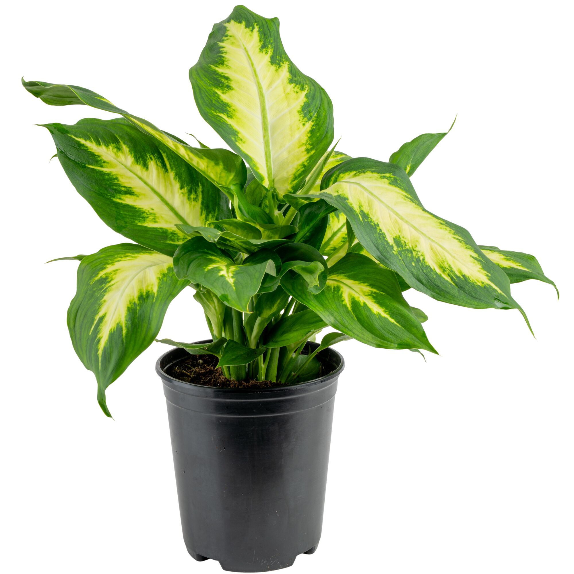 Costa Farms Live Indoor Dieffenbachia Plant (Green, 12-18 in) stph2