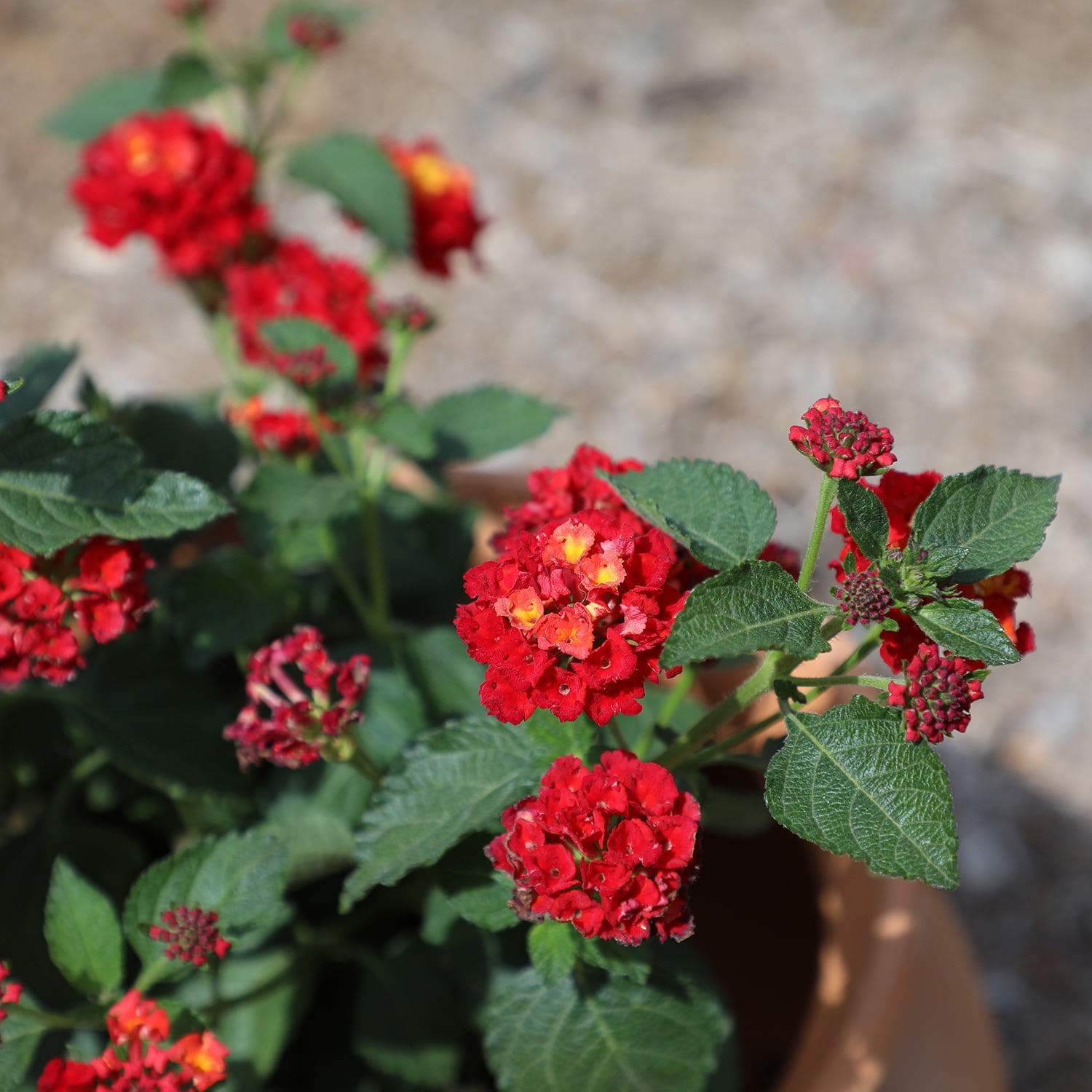 Expert Gardener Multicolor Lantana Drought Tolerant Live Plants (Full Sun, 1 Quart, 4 Count) laau8