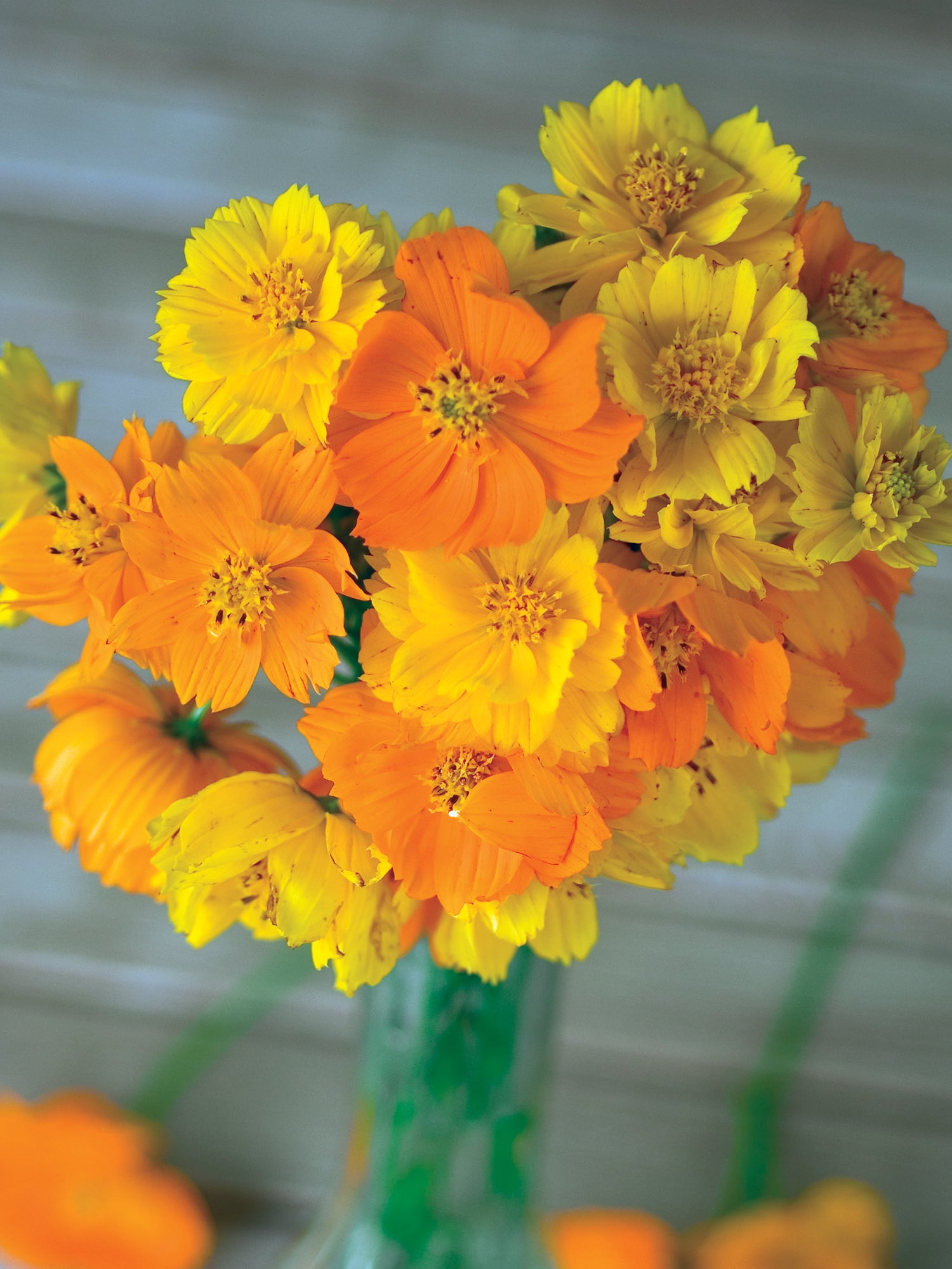 Burpee Bright Lights Mix Cosmos Annual Flower Seeds (Multi-Color, 36 in Height) 5vyio