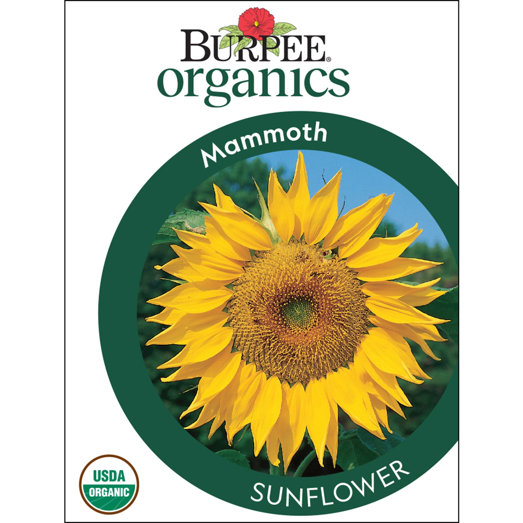 Burpee Organic Mammoth Sunflower Seeds (Heirloom Giant Variety, 1-Pack) gxux4
