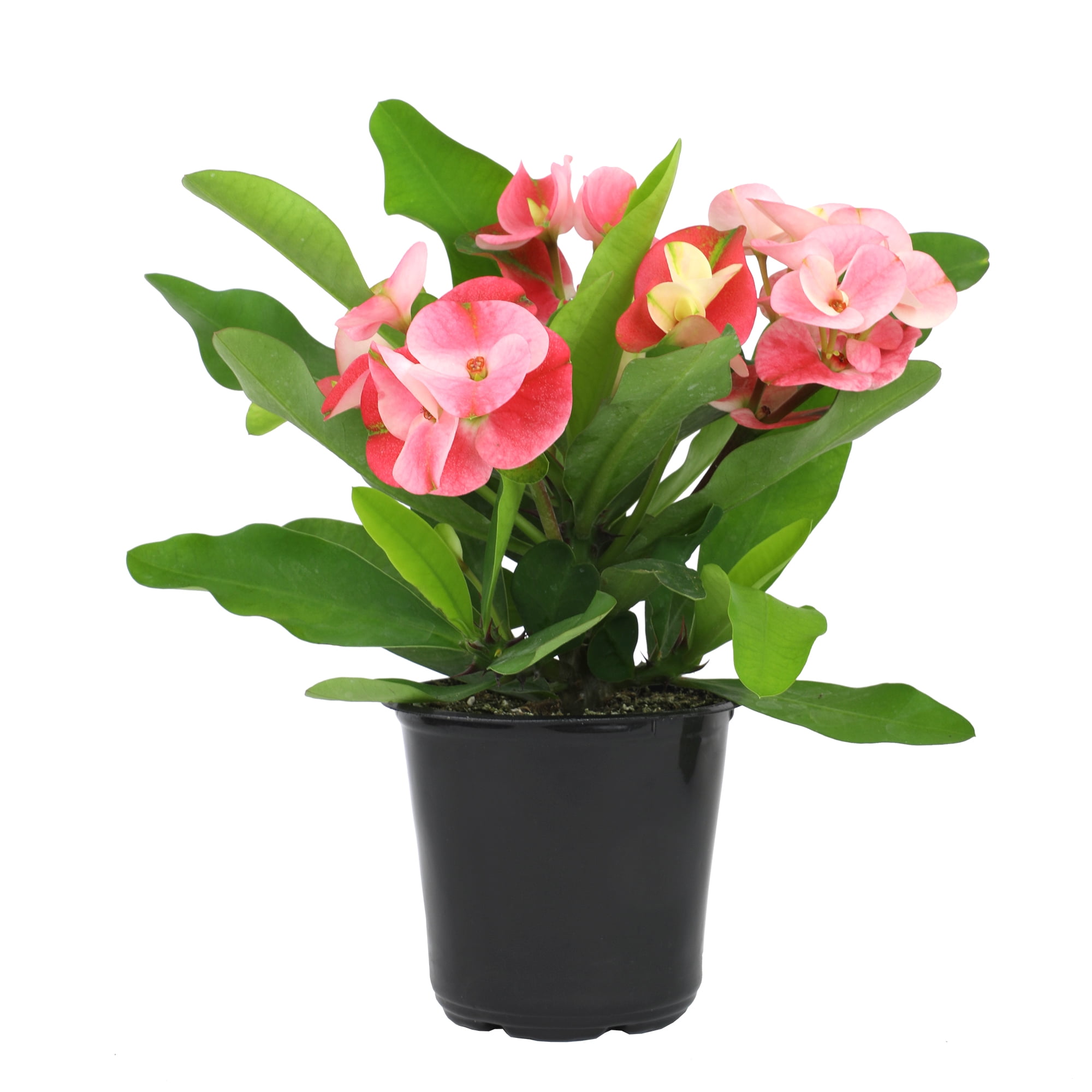Altman Plants Euphorbia Milii Crown of Thorns Live Succulent Plant (Green, 4.25 in) k541u