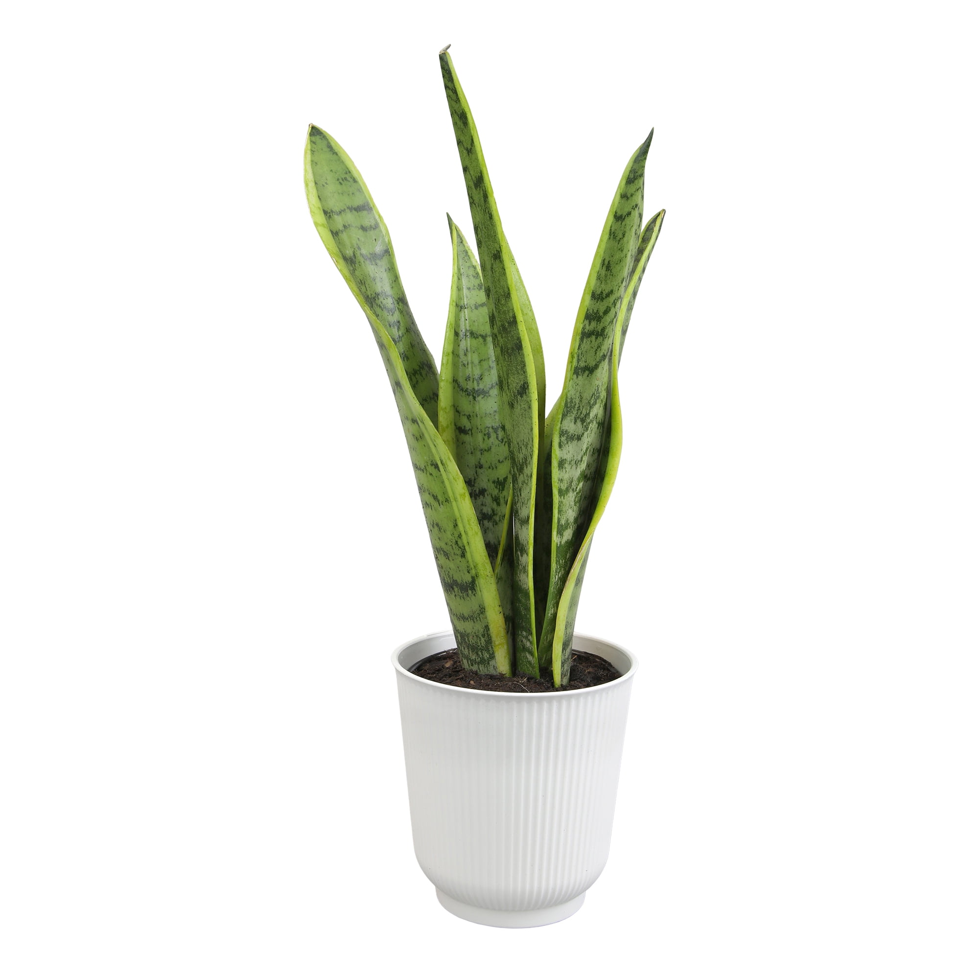 Altman Plants Laurentii Snake Plant Air Purifying Indoor Houseplant (Green, 4.25 in) 26jf3