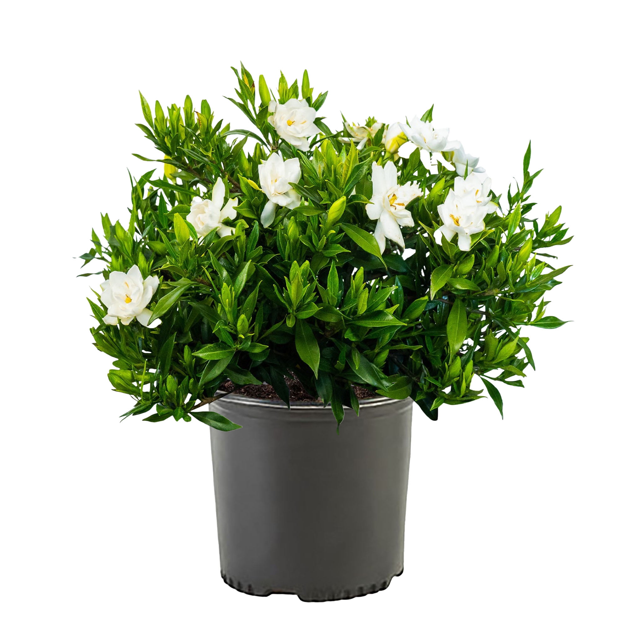 Expert Gardener Gardenia Frostproof Live Shrub (Green, 2.25 gal) tb2lf