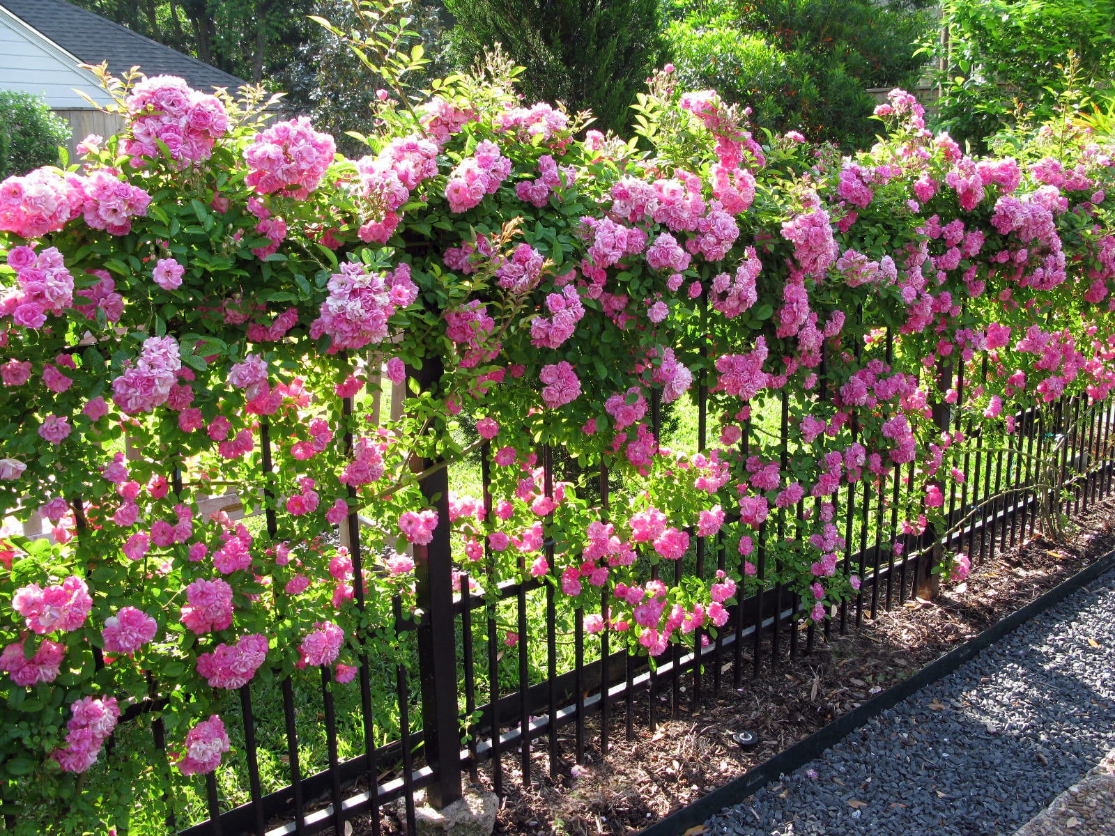 New Life Nursery & Garden Peggy Martin Climbing Rose Live Plant (Pink, 1 QT) ogvdh