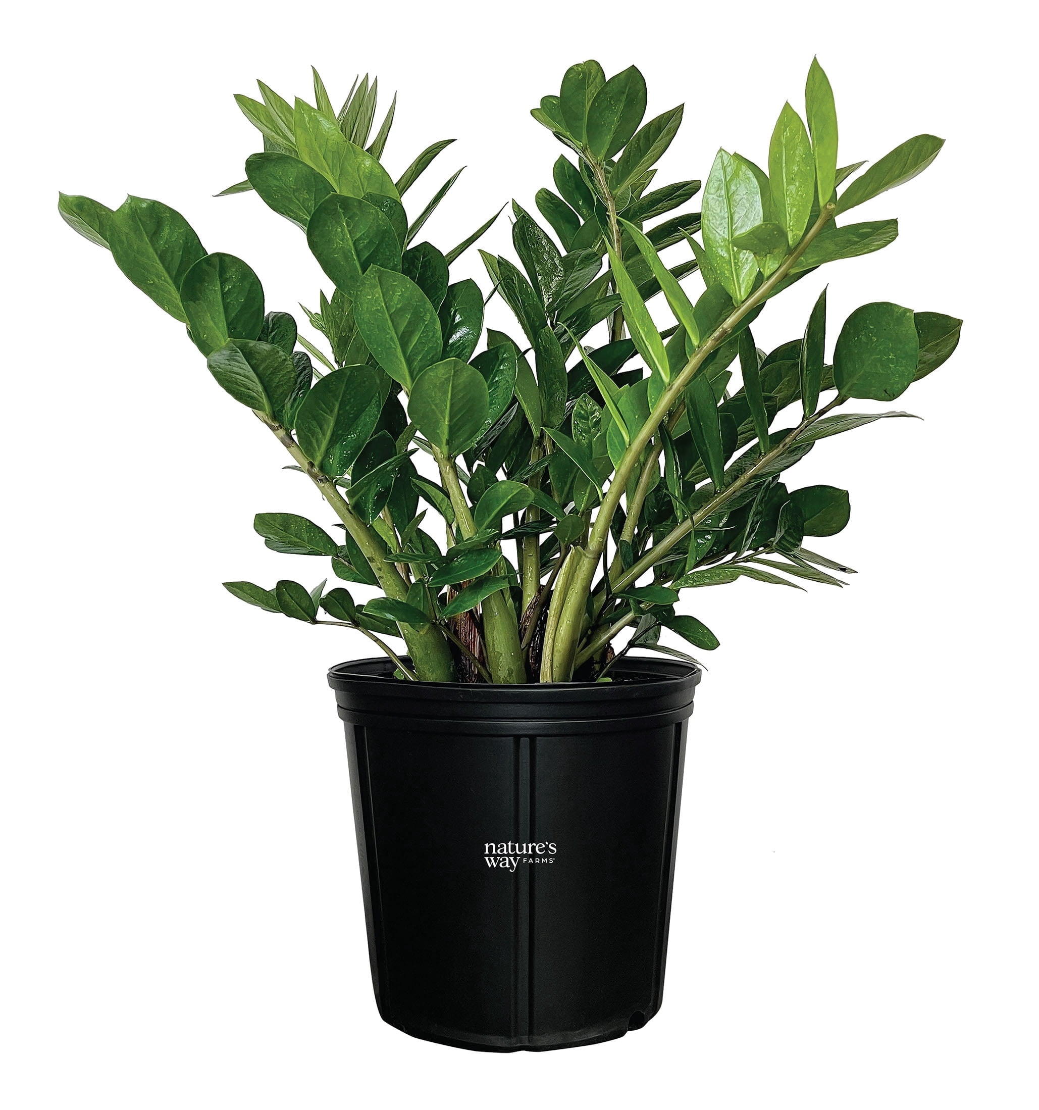 Nature's Way Farms ZZ Plant Live Indoor Houseplant (Green, 7-11 in) ui4z4