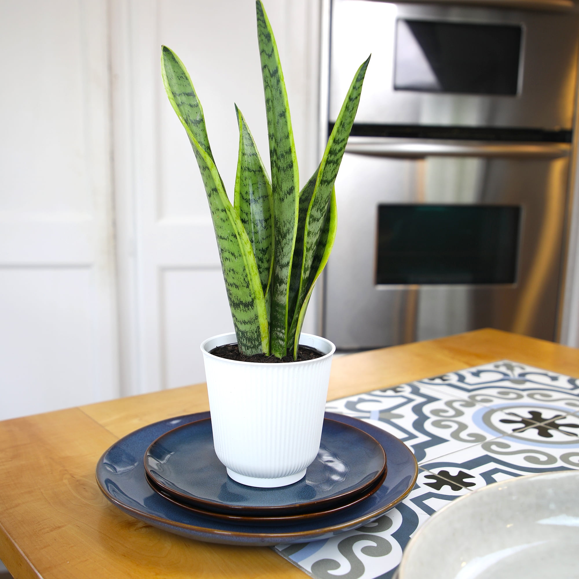 Altman Plants Laurentii Snake Plant Air Purifying Indoor Houseplant (Green, 4.25 in) 26jf3