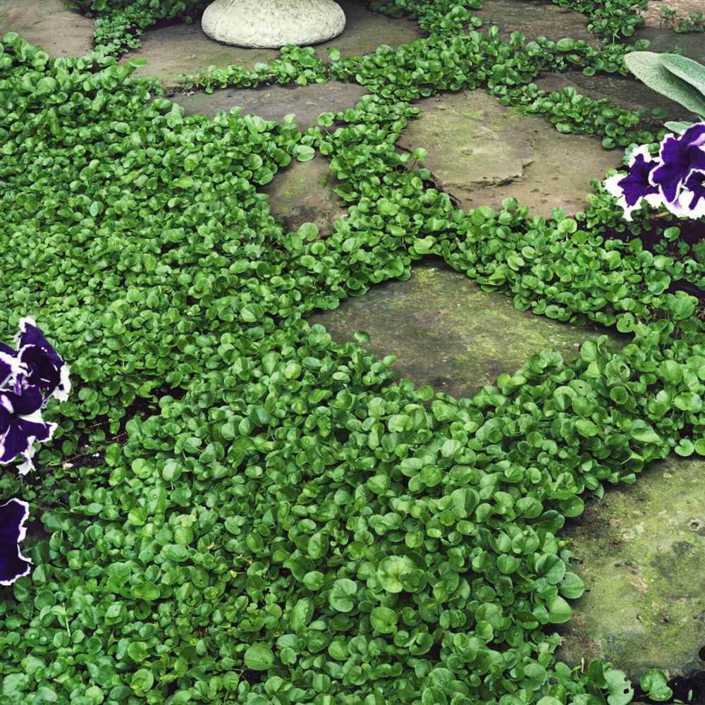 Outsidepride Dichondra Repens Ground Cover Seeds (Green, 1 lb) 8456c