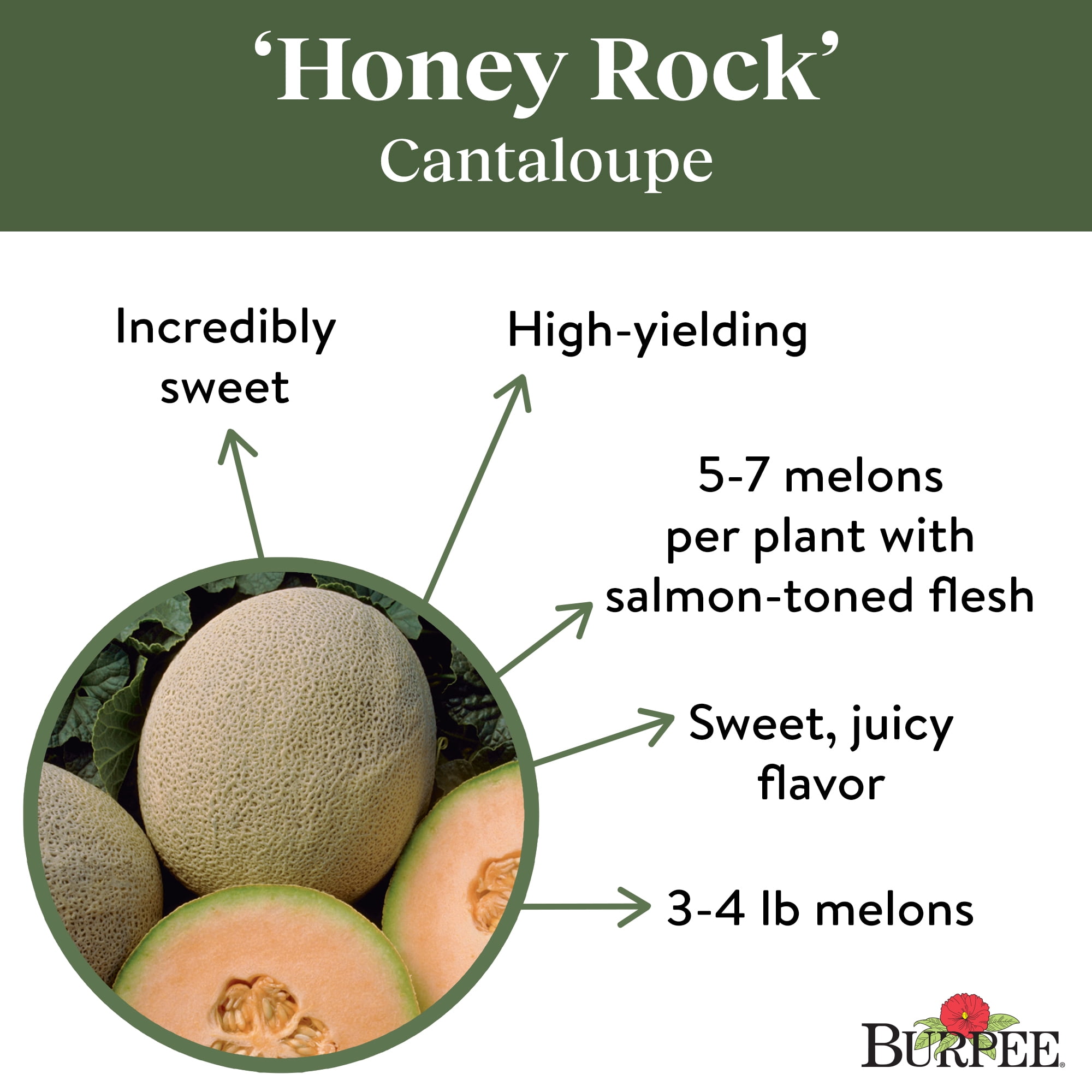 Burpee Honey Rock Cantaloupe Seeds, Heirloom Fruit Garden Planting (3-4 lb. Fruit, 1 Pack) zrorq
