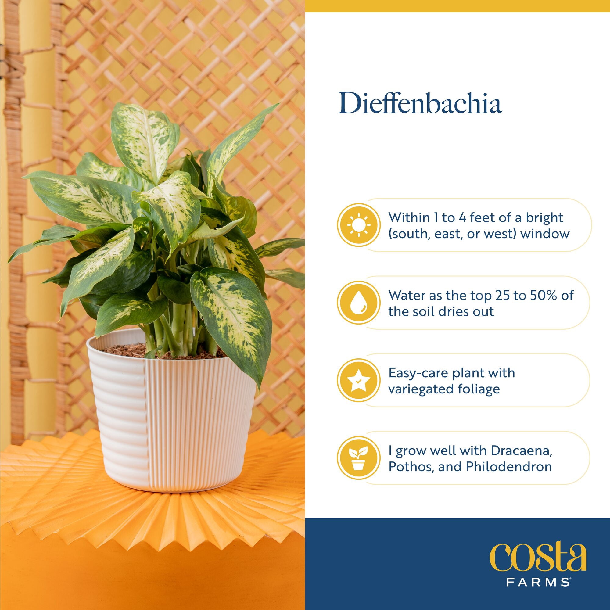 Costa Farms Live Indoor Dieffenbachia Plant (Green, 12-18 in) stph2