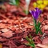 ZCXP Premium Red Wood Mulch Decorative Landscaping Wood Chips for Garden and Lawn (Red, 18 lb) 3dfiq