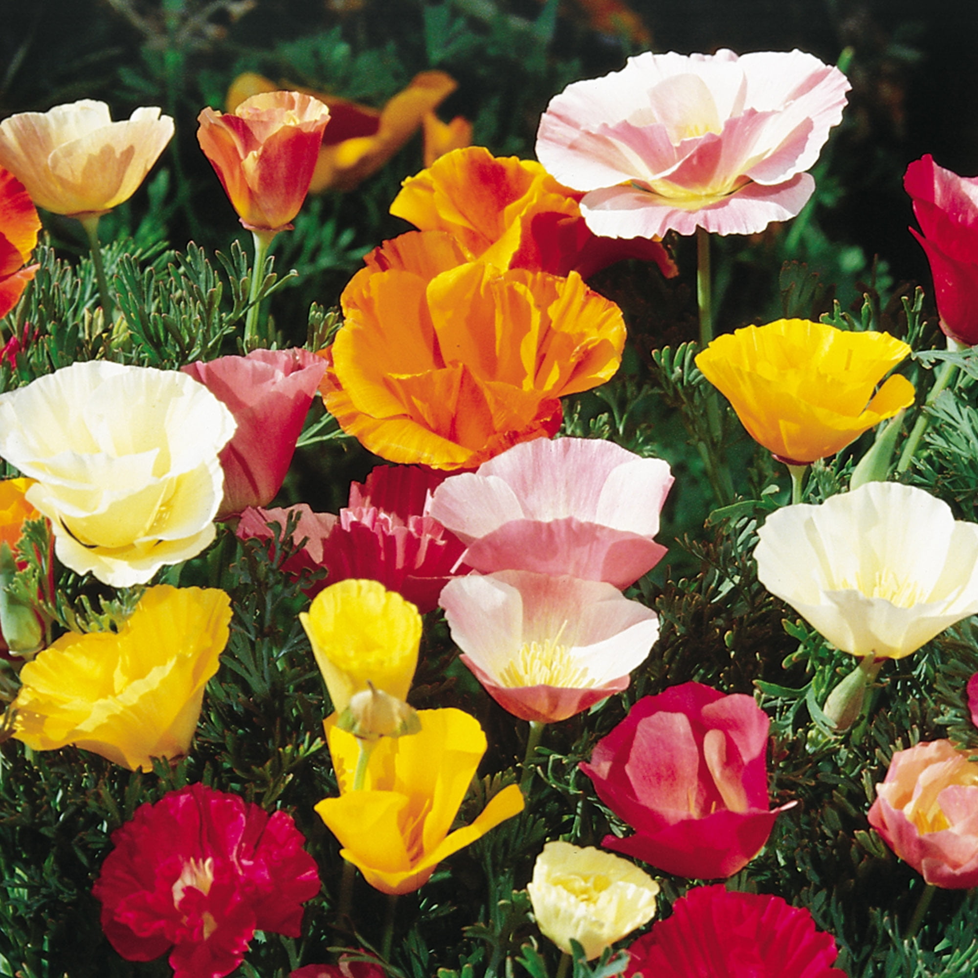 Burpee Sunset Mixed California Poppy Flower Seeds (Multi-Color, 1 Pack) 3hwf9