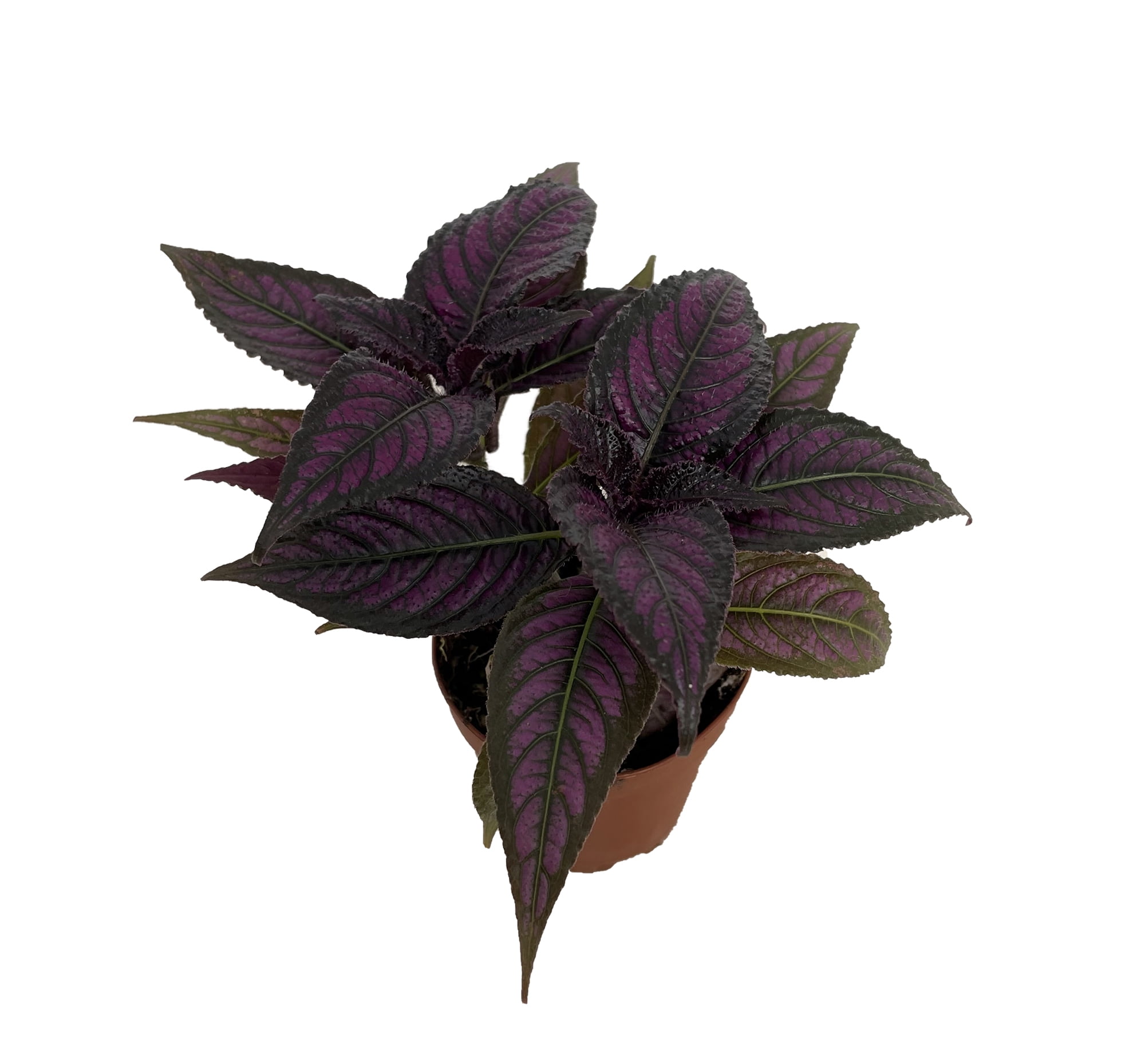 Hirt's Gardens Persian Shield Live Plant (Strobilanthes) Iridescent Foliage Houseplant (Green, 2 in Pot) dtxnd