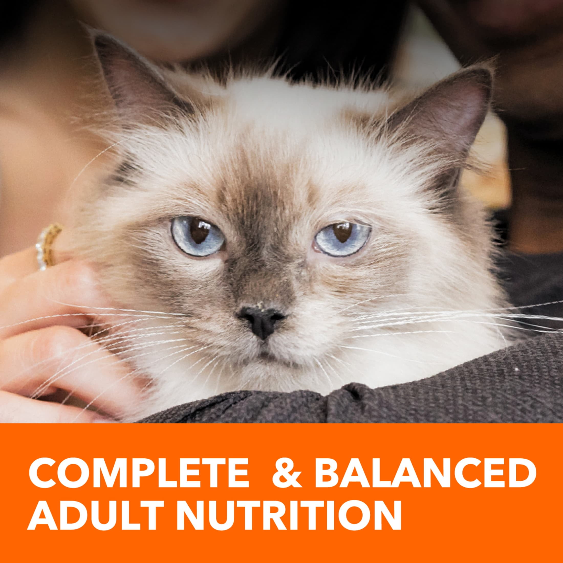 Iams Proactive Health Chicken Dry Cat Food (Chicken, 7 lb) mtw4h