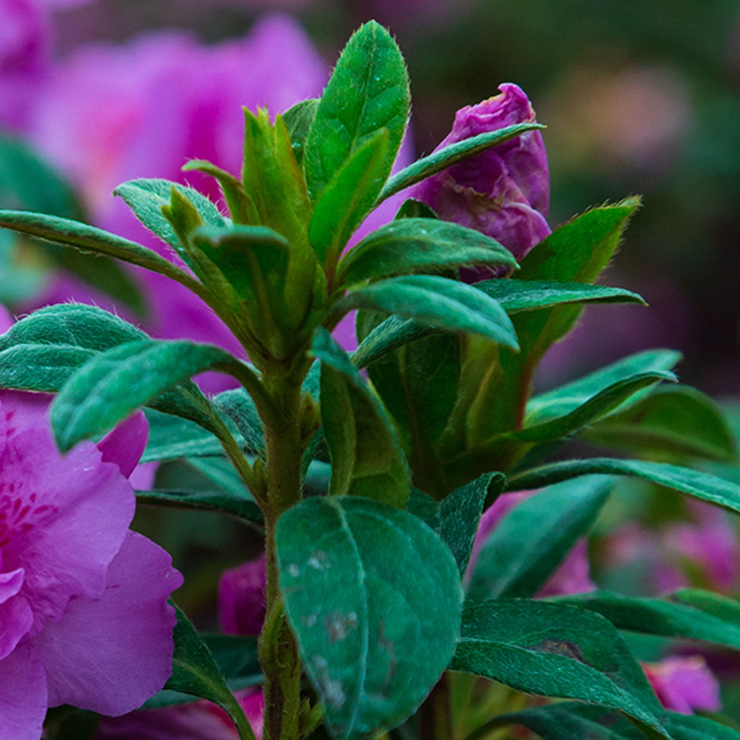 Encore Azalea Autumn Majesty Shrub with Purple Ruffled Blooms (1 Gallon) idiq2