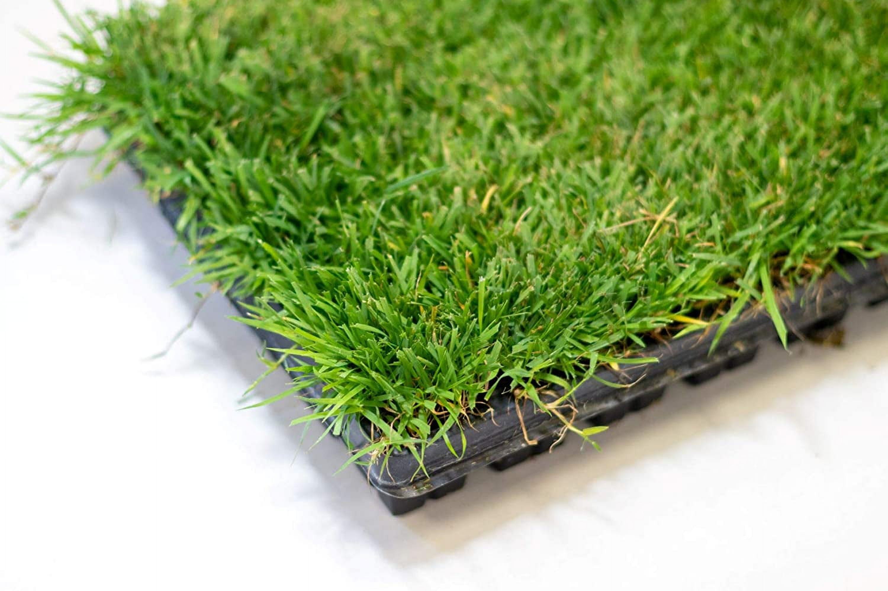 Ezplug Zoysia Grass Plugs for Lawn Restoration (50 Count) 90wpn