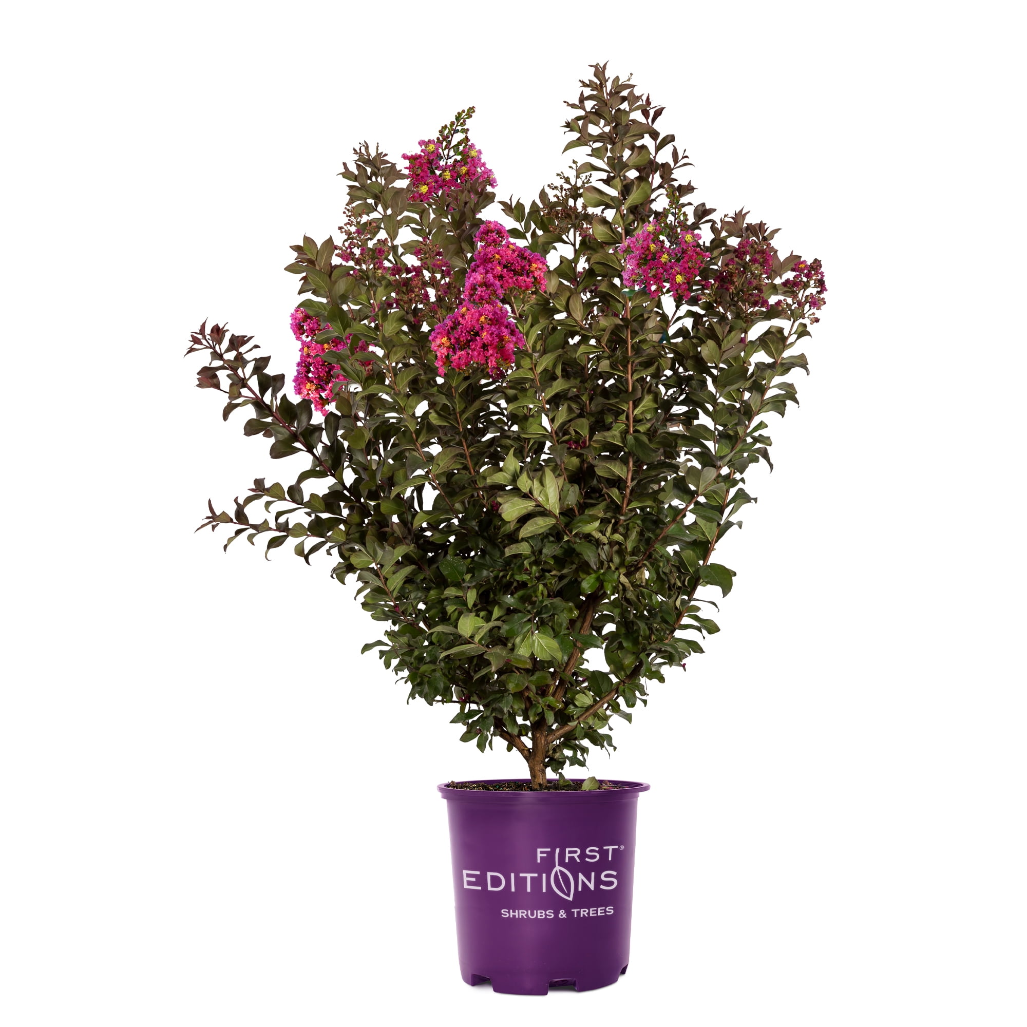 First Editions Plum Magic Crape Myrtle Live Shrub (Pink, 2 Gallon) zgzmh