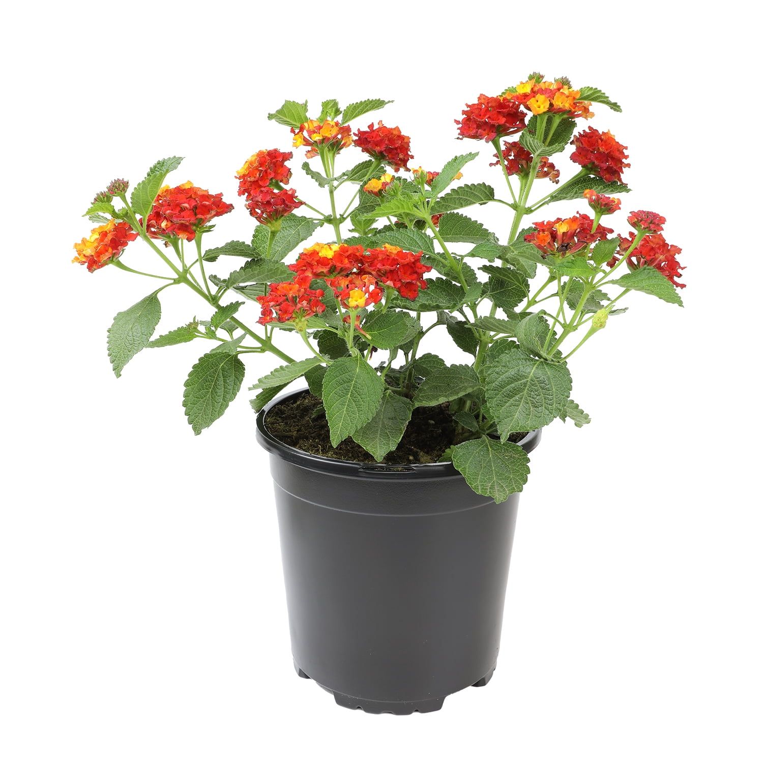 Expert Gardener Dallas Red Lantana Live Plant (Red, 2.5 qt) zzdt8