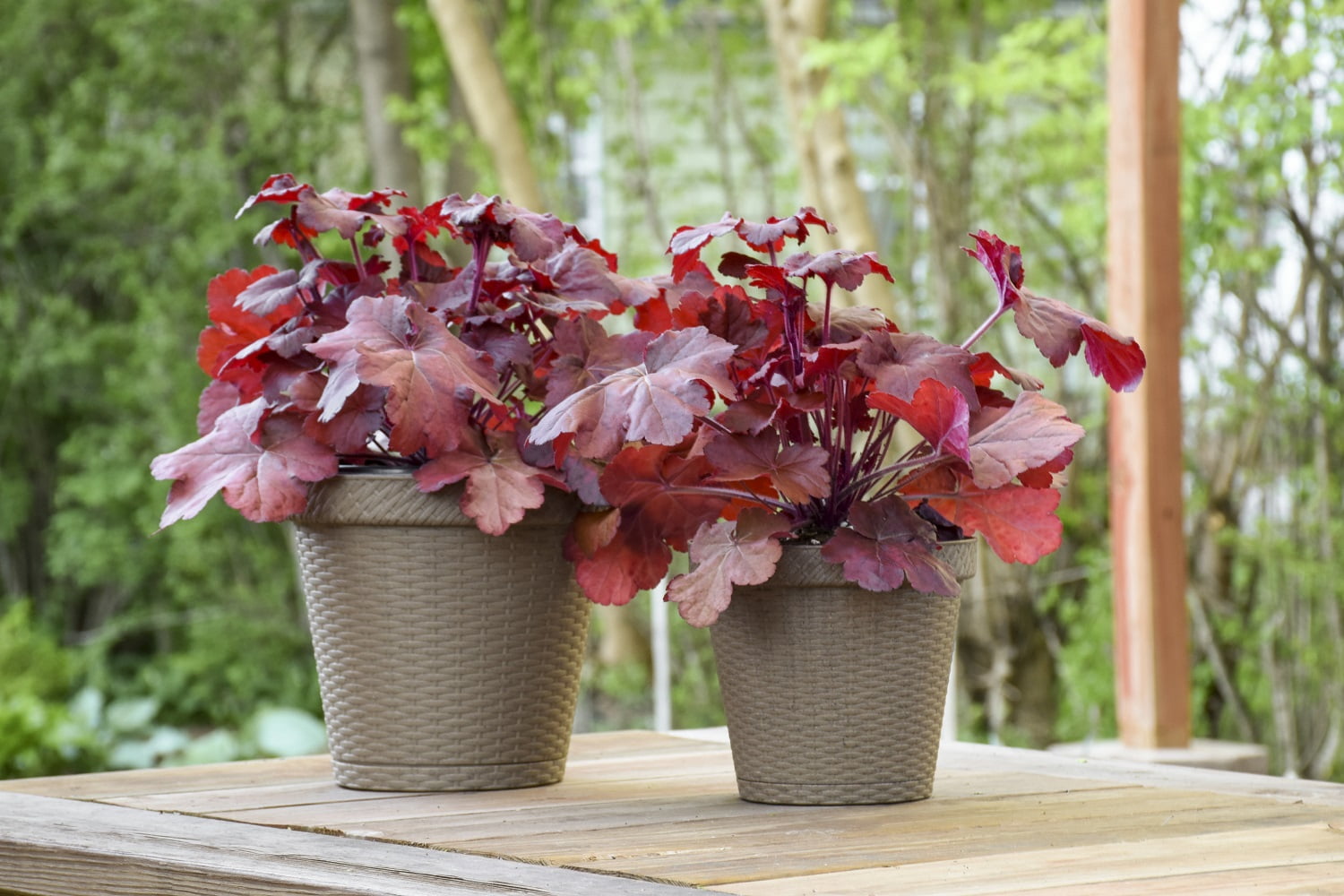 Proven Winners Primo Mahogany Monster Coral Bells Live Plant (Mahogany Red, 4.5 in. Quart) 2emi7