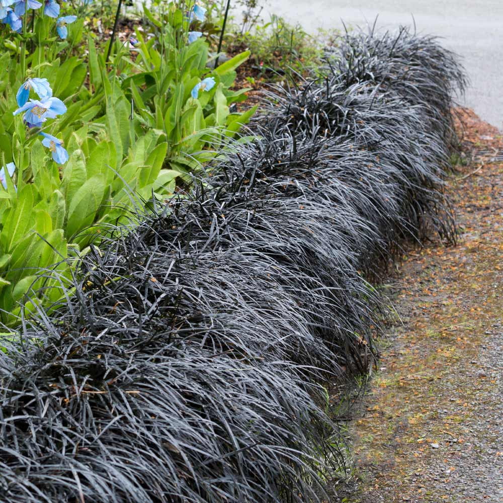 Brighter Blooms Black Mondo Grass Ornamental Perennial Plant (Black, 1 gal) nrtom