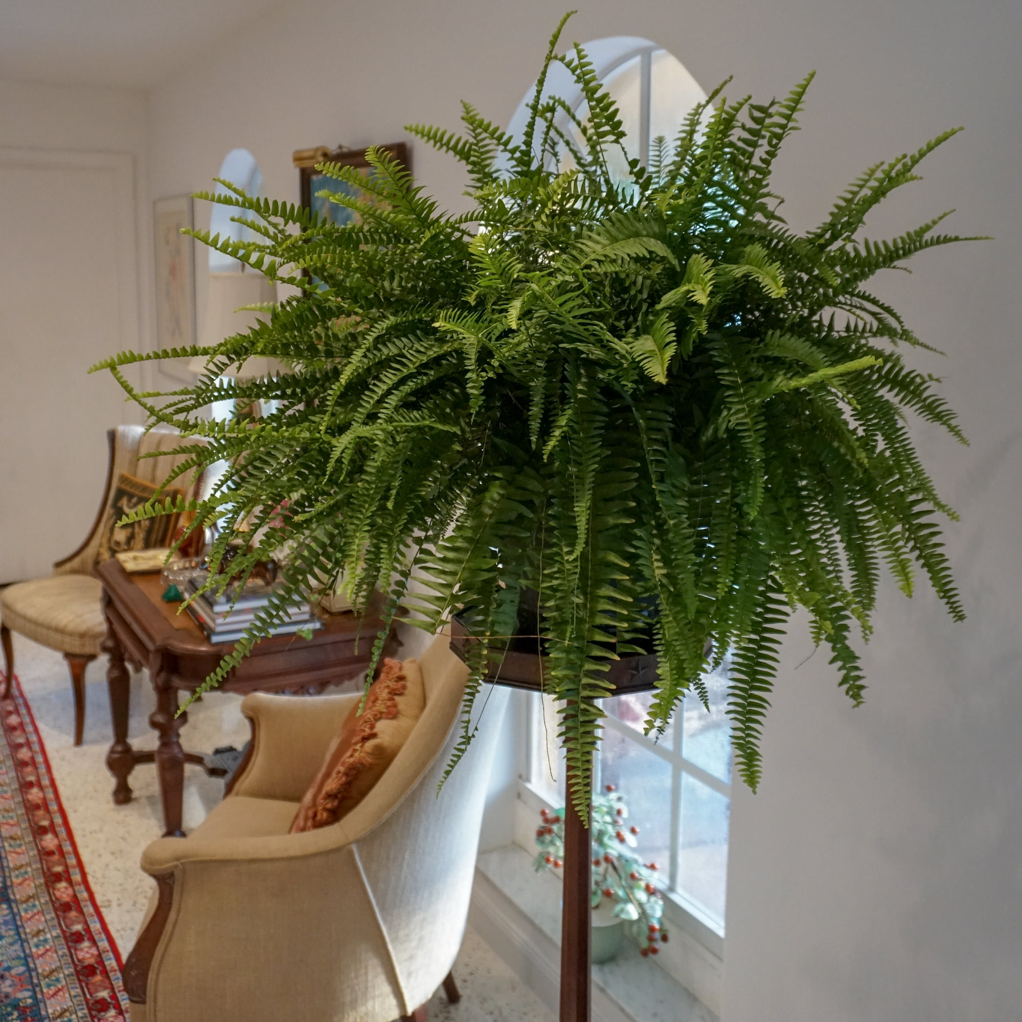 United Nursery Boston Fern Live Tropical Plant (Green, 2-Pack, 10 in Hanging Basket) sq7dl