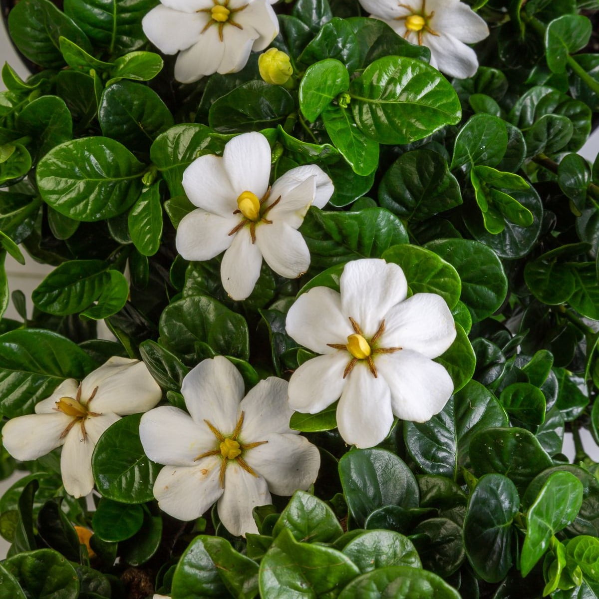 Southern Living Diamond Spire Gardenia Live Shrub (Creamy-White, 2.5 qt) ipiep