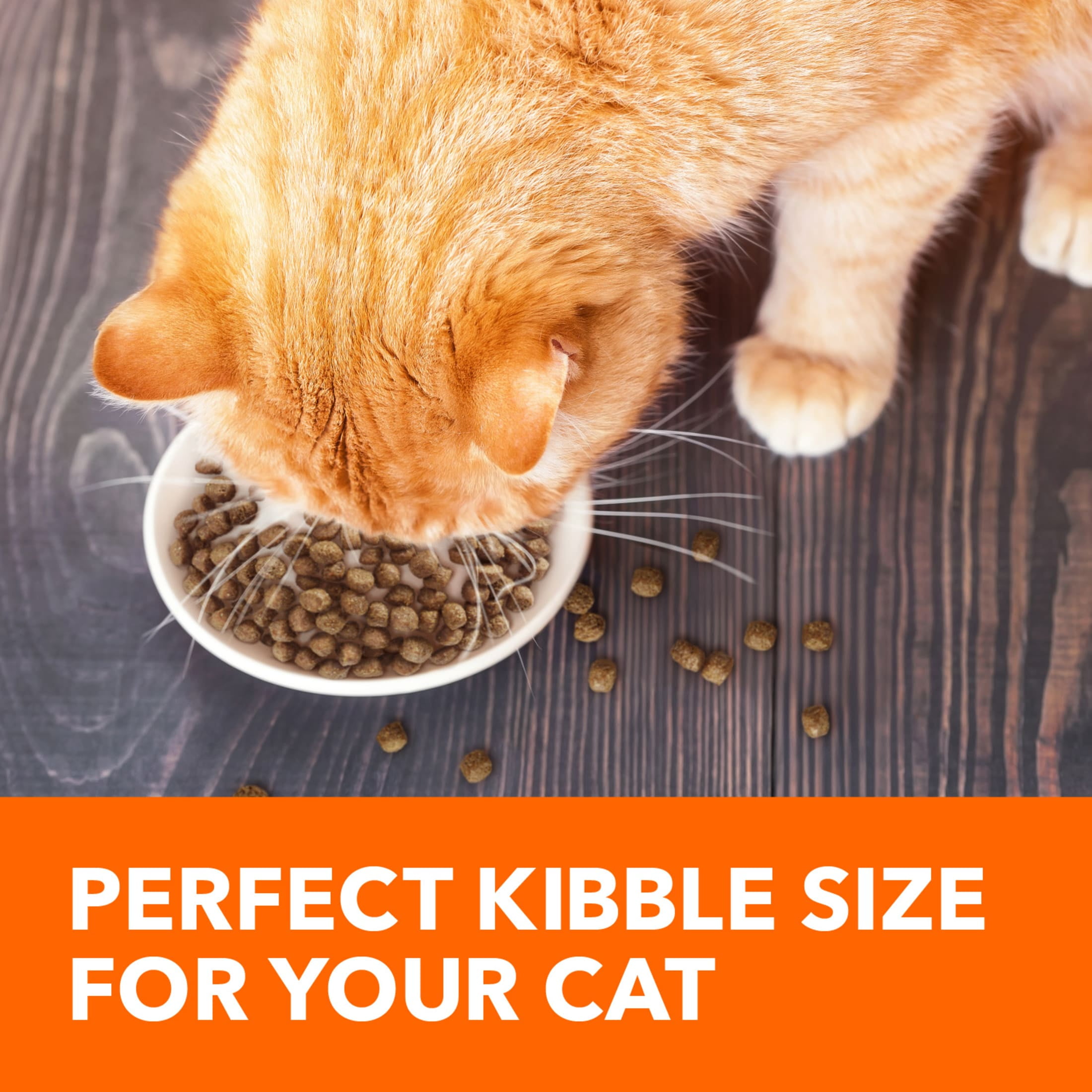 Iams Proactive Health Adult Dry Cat Food, Salmon Recipe (7 lb) xc9cr