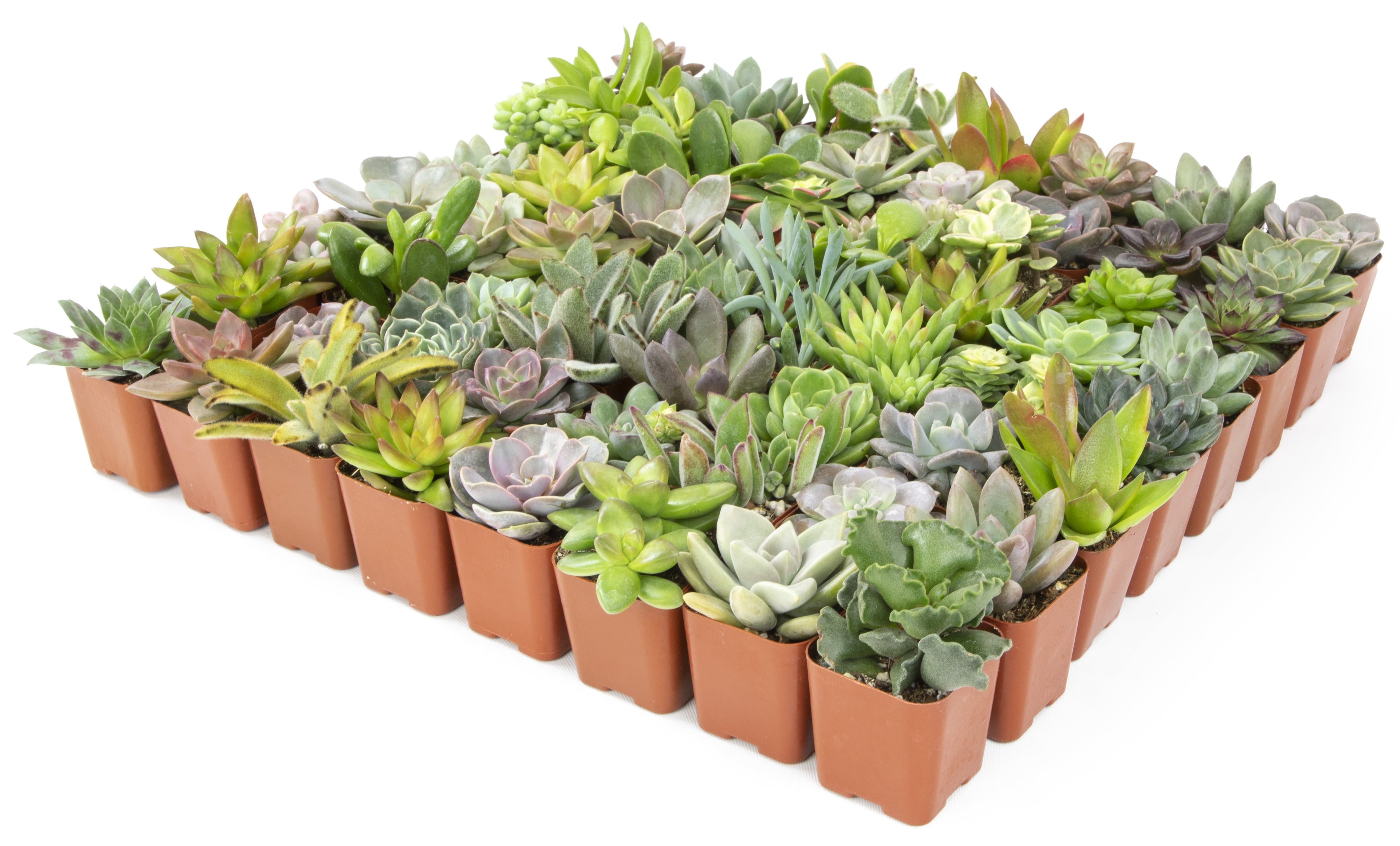 Altman Plants Live Succulent Assortment (Indoor & Outdoor Decorative Plants) (50 Pack, 2 in Pots) k66wu