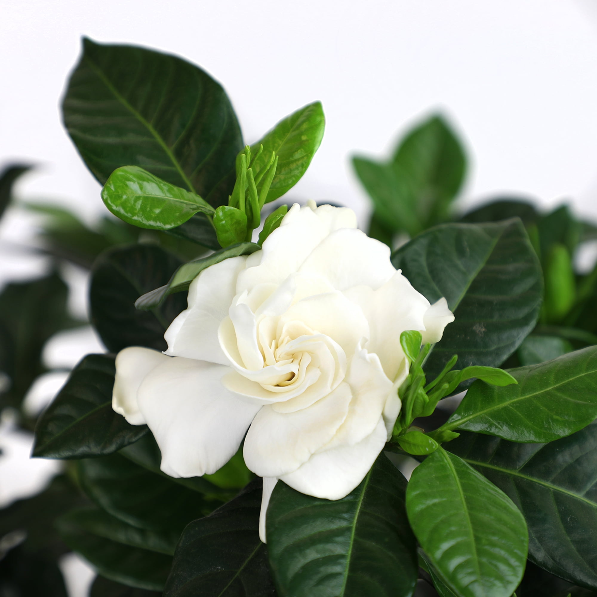 Altman Plants Gardenia Jasminoides Live Flowering Shrub (White, 1 gal) hcazo